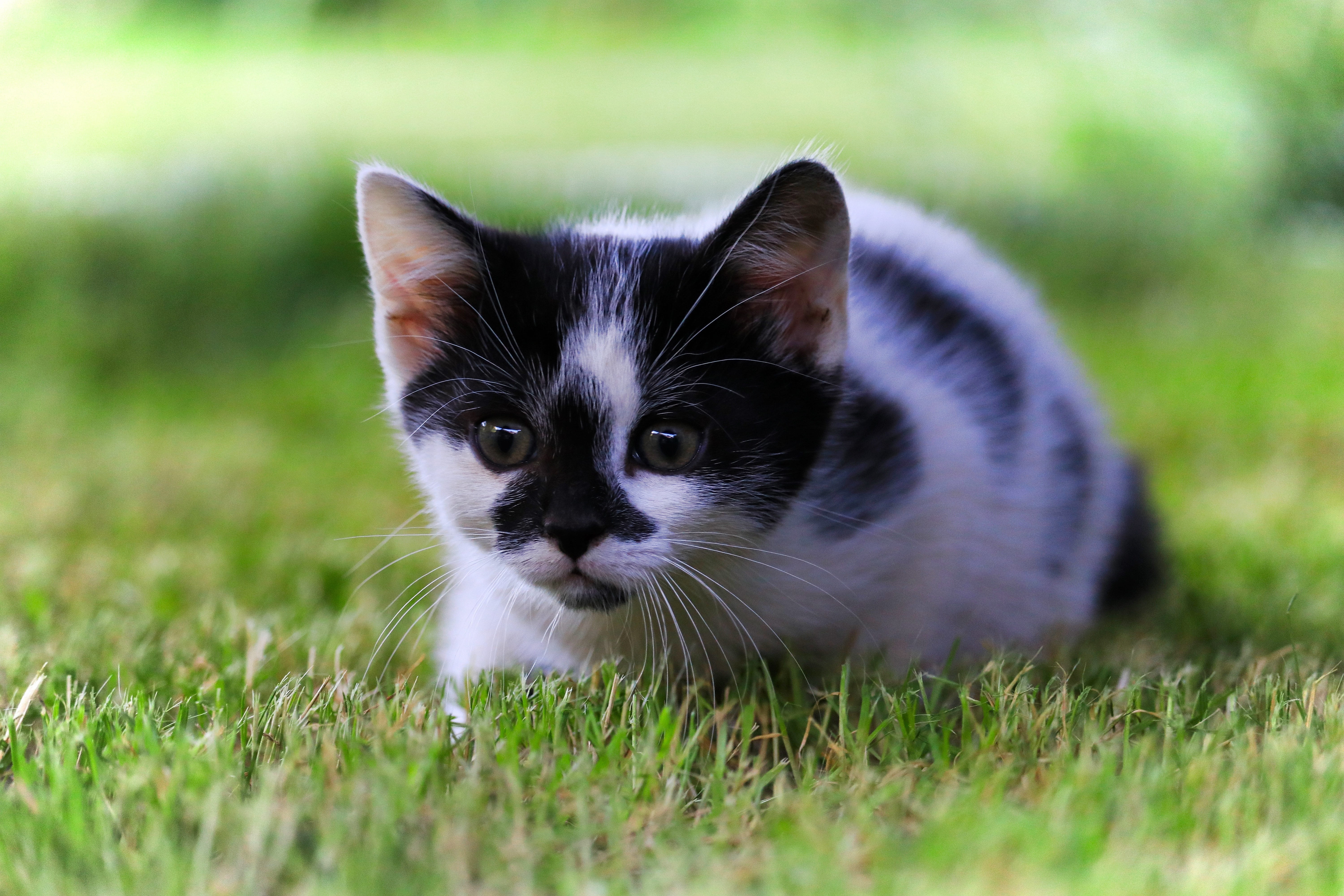 5K, selective focus, close, relaxation, animal, stalk, green color, whisker, grass, domestic cat, feline, pets, cat, sitting, hunting, no people, kitten, HD Wallpaper