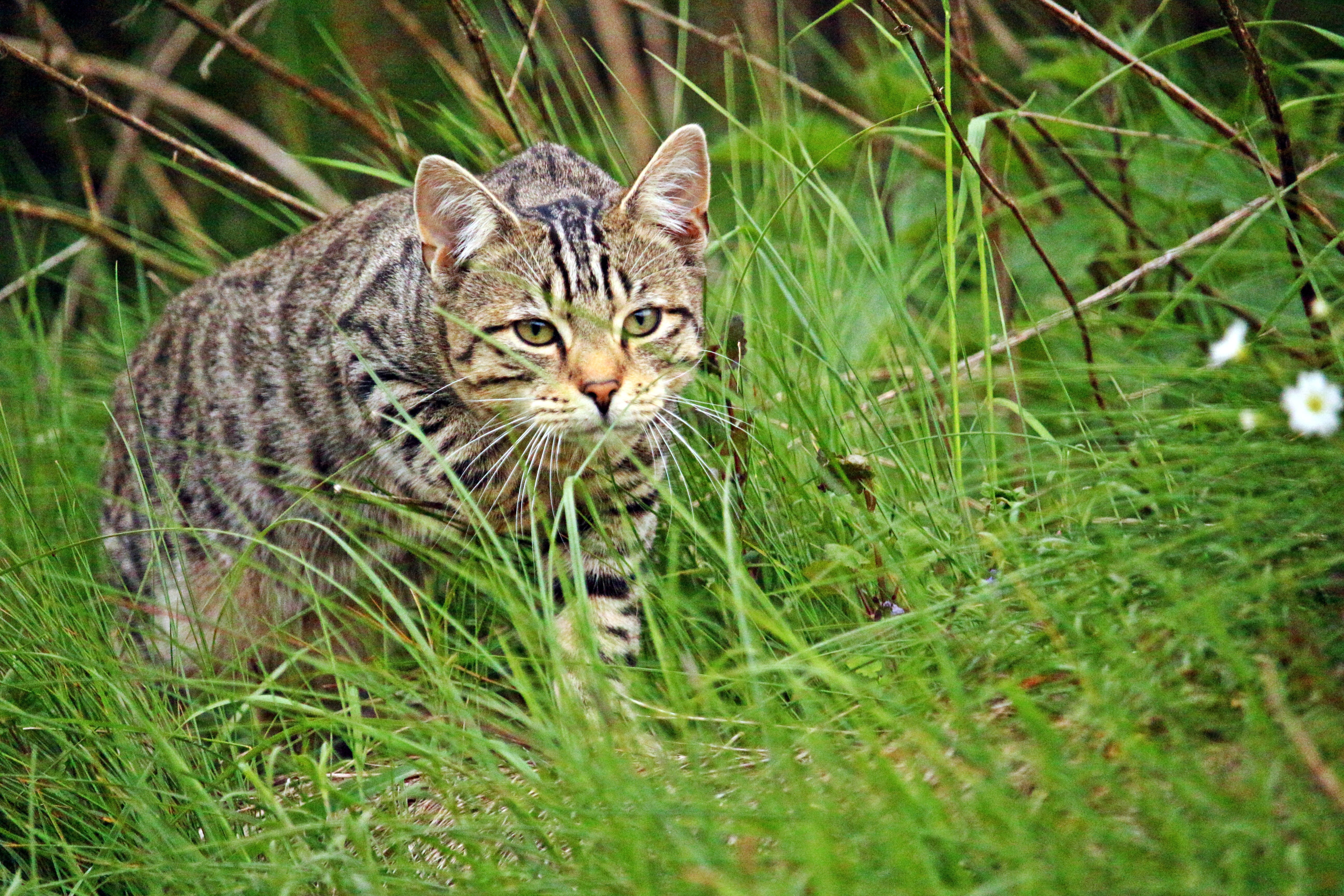 whisker, tiger cat, cute, young cat, green color, plant, sneak up on, grass, land, cat face, animal themes, stalk, field, portrait, outdoors, nature, cat, HD Wallpaper