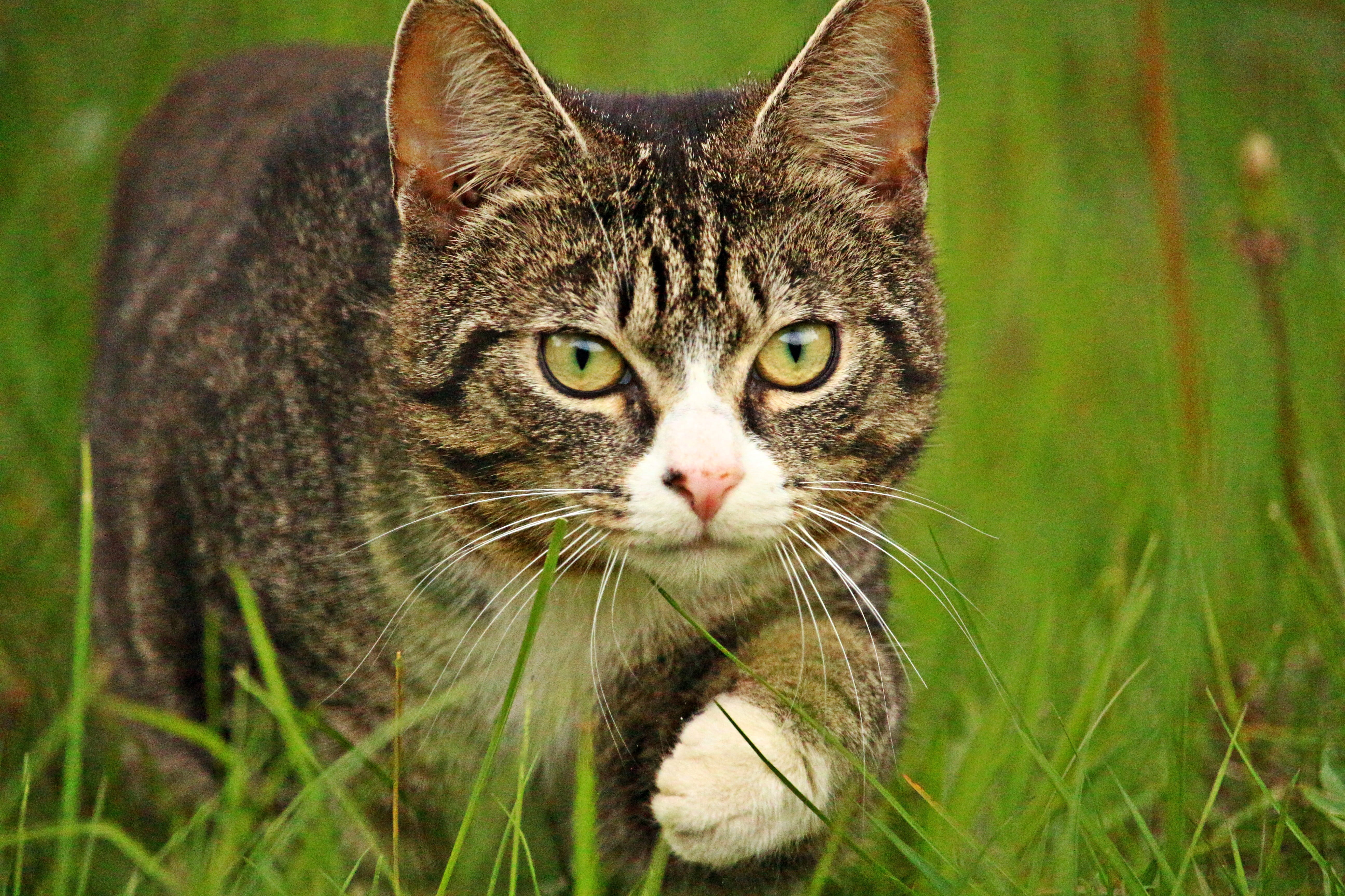 feline, field, black, tabby, pets, Mackerel, grass, domestic cat, cat, cat face, no people, domestic, Tiger Cat, 5K, mammal, animal themes, day, mieze, HD Wallpaper