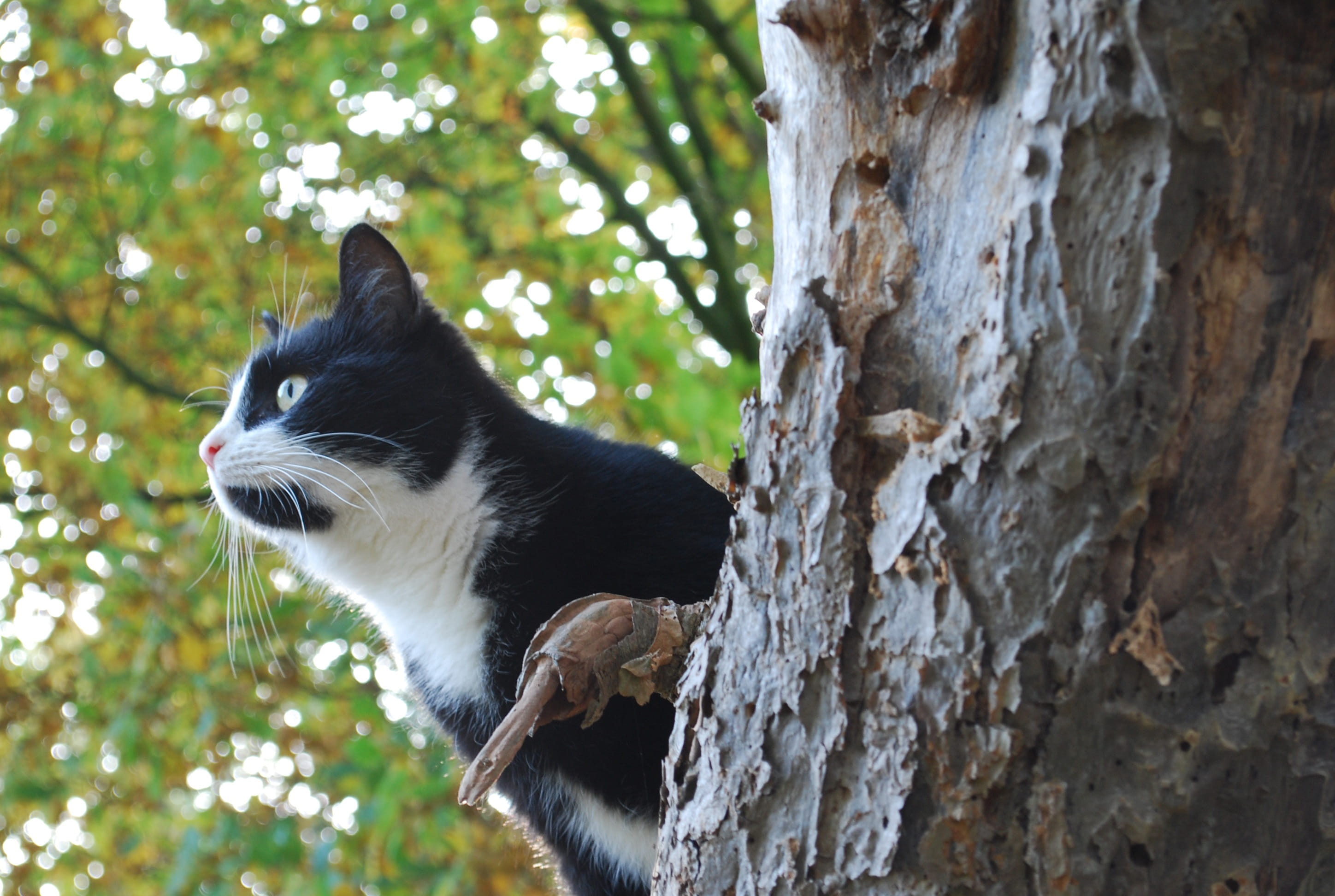day, vertebrate, outdoors, looking, pets, mammal, Hunting, domestic, feline, 2K, nature, play, head, no people, animal, focus on foreground, close, Domestic Cat, HD Wallpaper