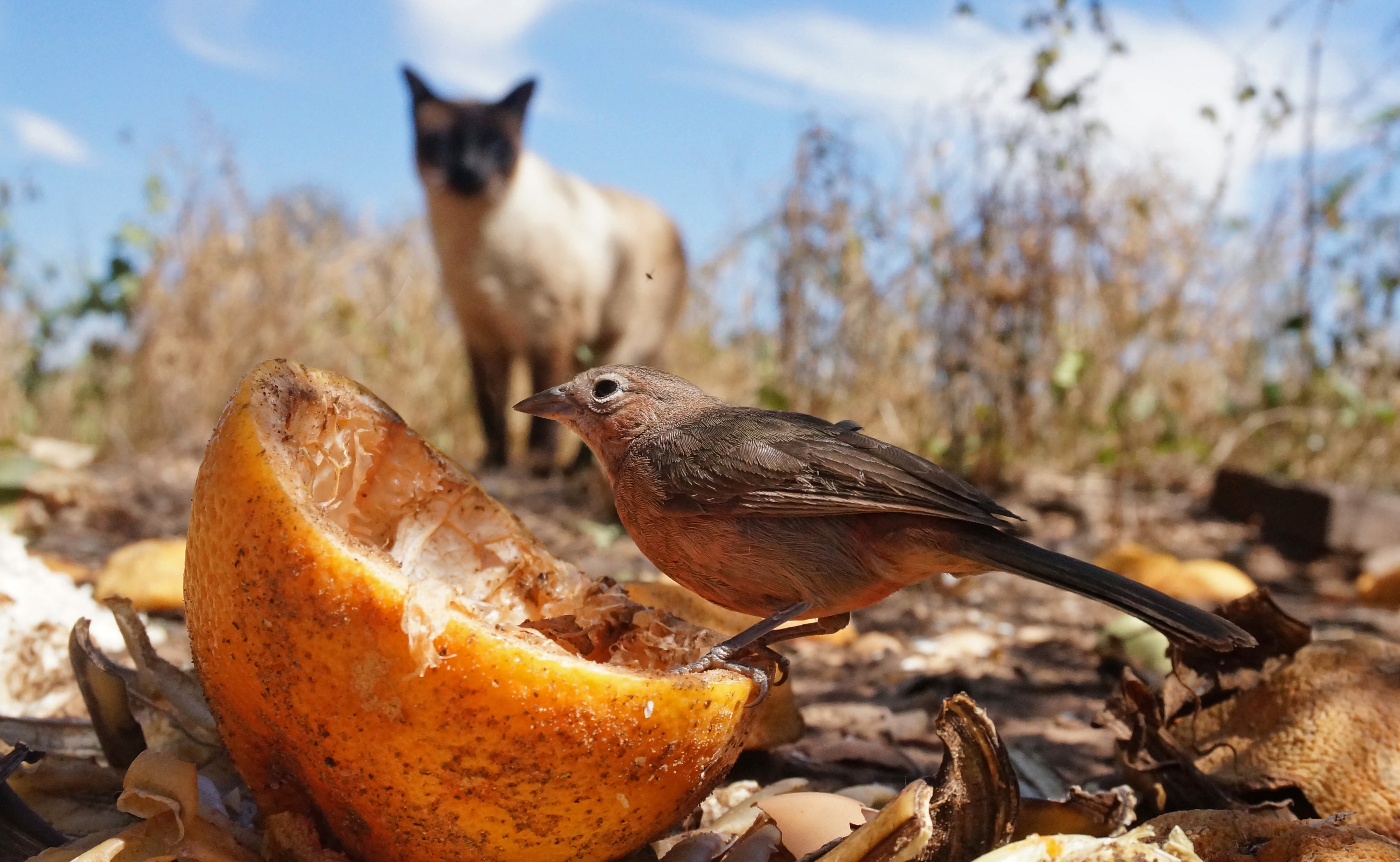 sneak up on, animal, eating, animal wildlife, fruit, land, wildlife, two animals, group of animals, hunt, no people, food and drink, risk, animals in the wild, HD Wallpaper