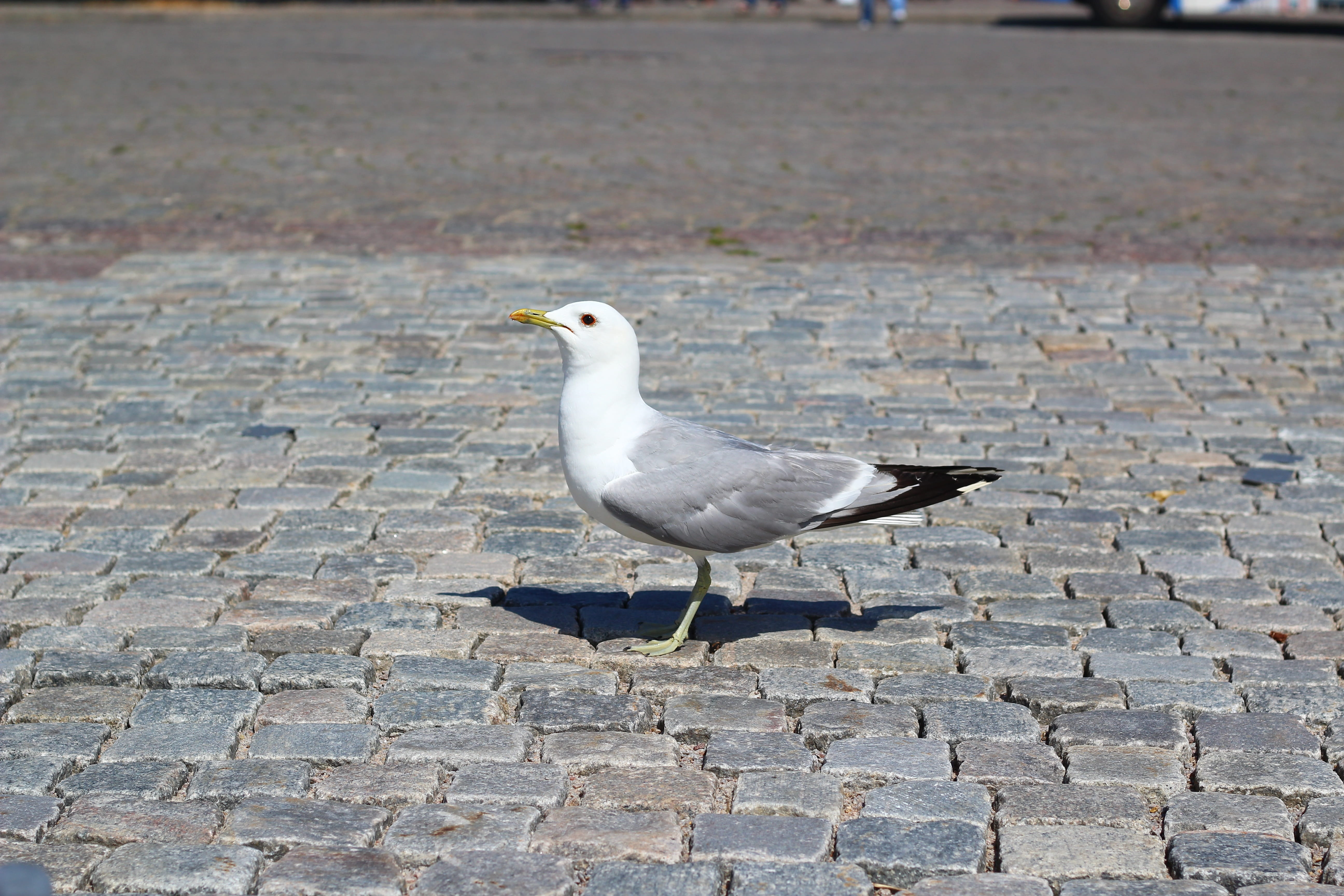 no people, cobblestone, 5K, animals in the wild, footpath, outdoors, sunlight, one animal, gull, day, perching, seagull, nature, close up, street, animal, HD Wallpaper