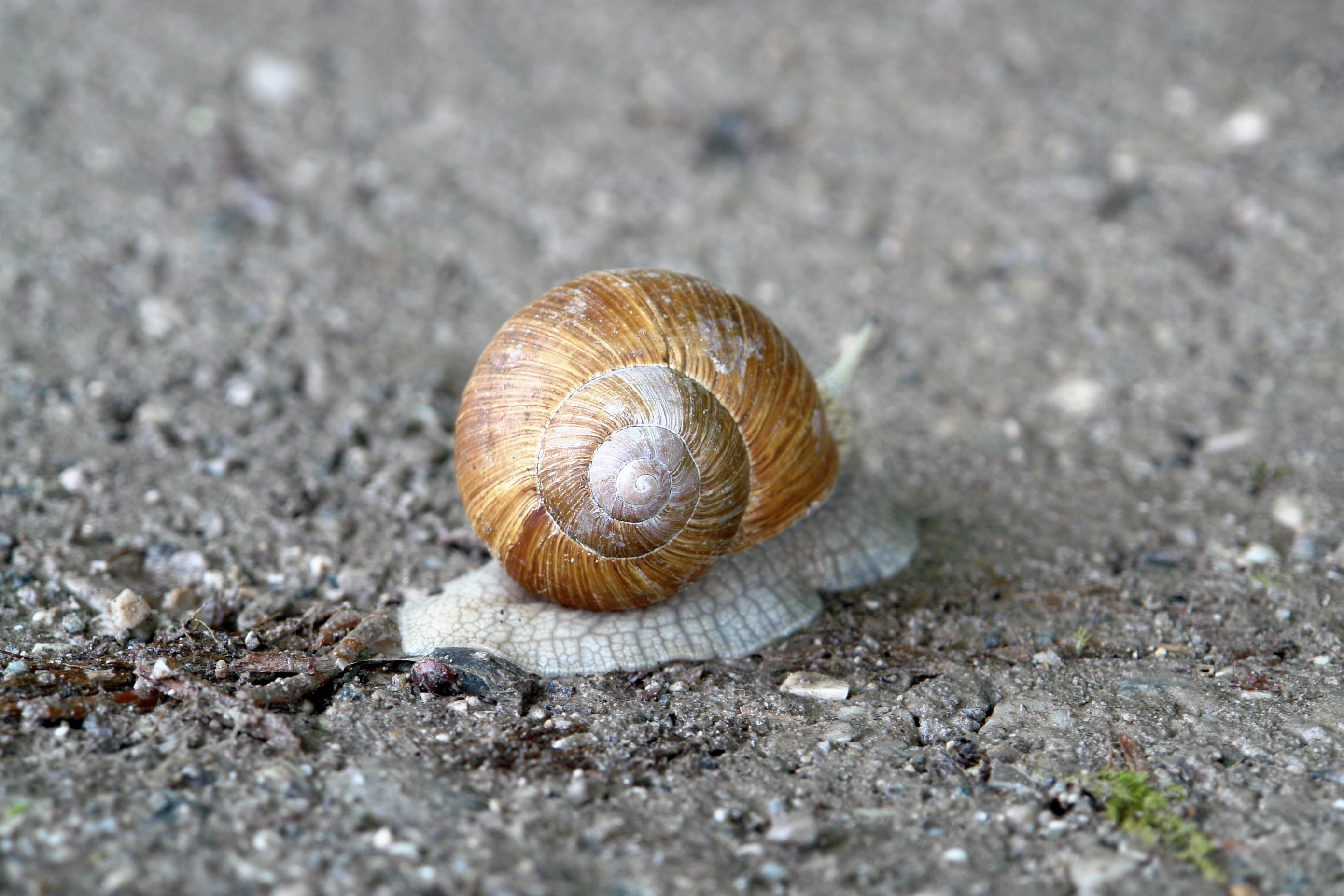 gastropod, spiral, reptile, animal Shell, slimy, animal themes, 2K, animal wildlife, land, slowly, day, close-up, outdoors, animal, sneak, mollusk, selective focus, HD Wallpaper