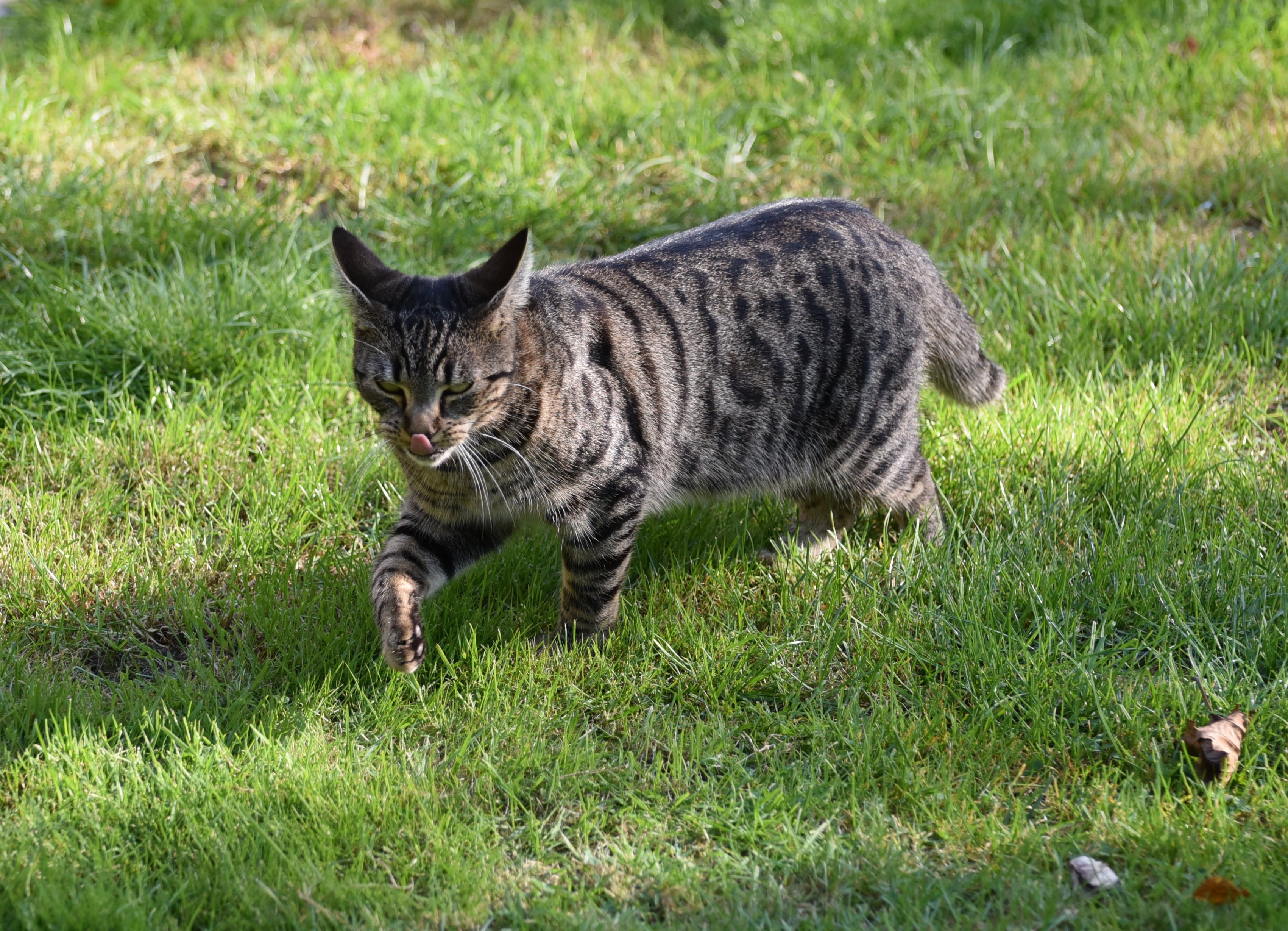 vertebrate, wildlife photography, grass, pet, pets, animal, 2K, nature, domestic Cat, roam, shadow, no people, kitten, one animal, animal themes, domestic, HD Wallpaper