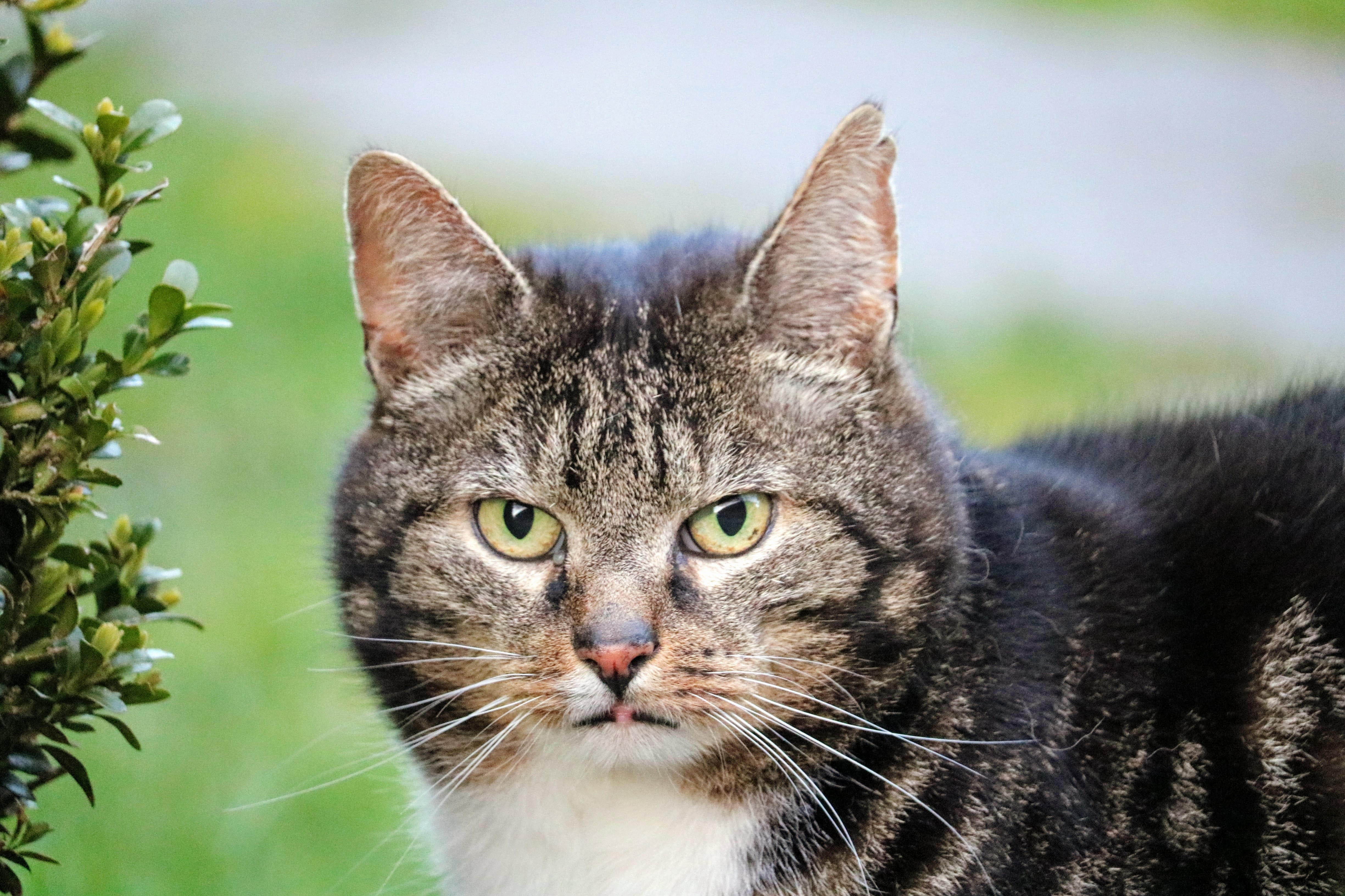 yellow eyes, animal themes, one animal, looking at camera, fur, nature, cats eyes, cat, domestic animals, pets, cute, watch, attention, face, sneak up on, HD Wallpaper