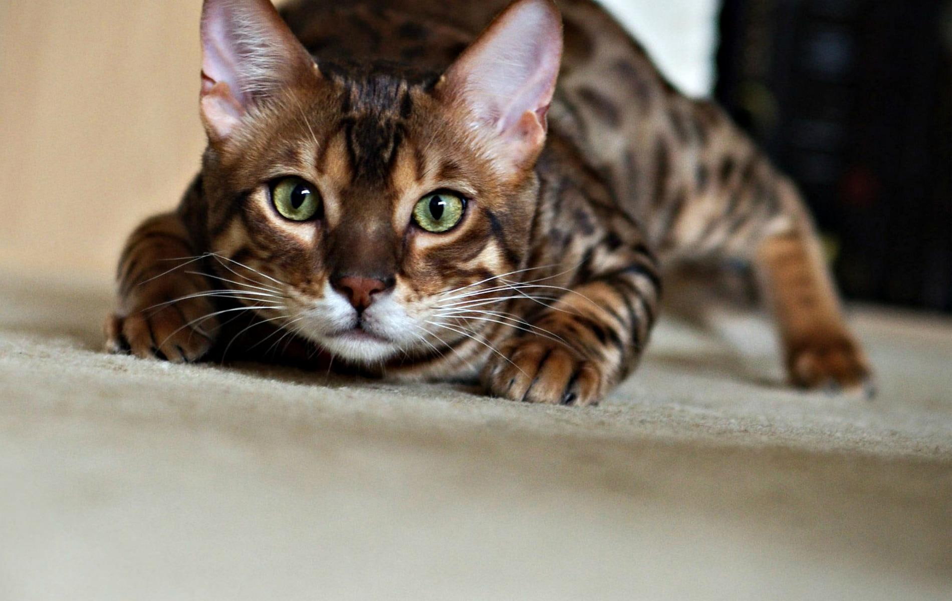 cute, animal, funny, green-eyes, 720P, sneaking, HD Wallpaper
