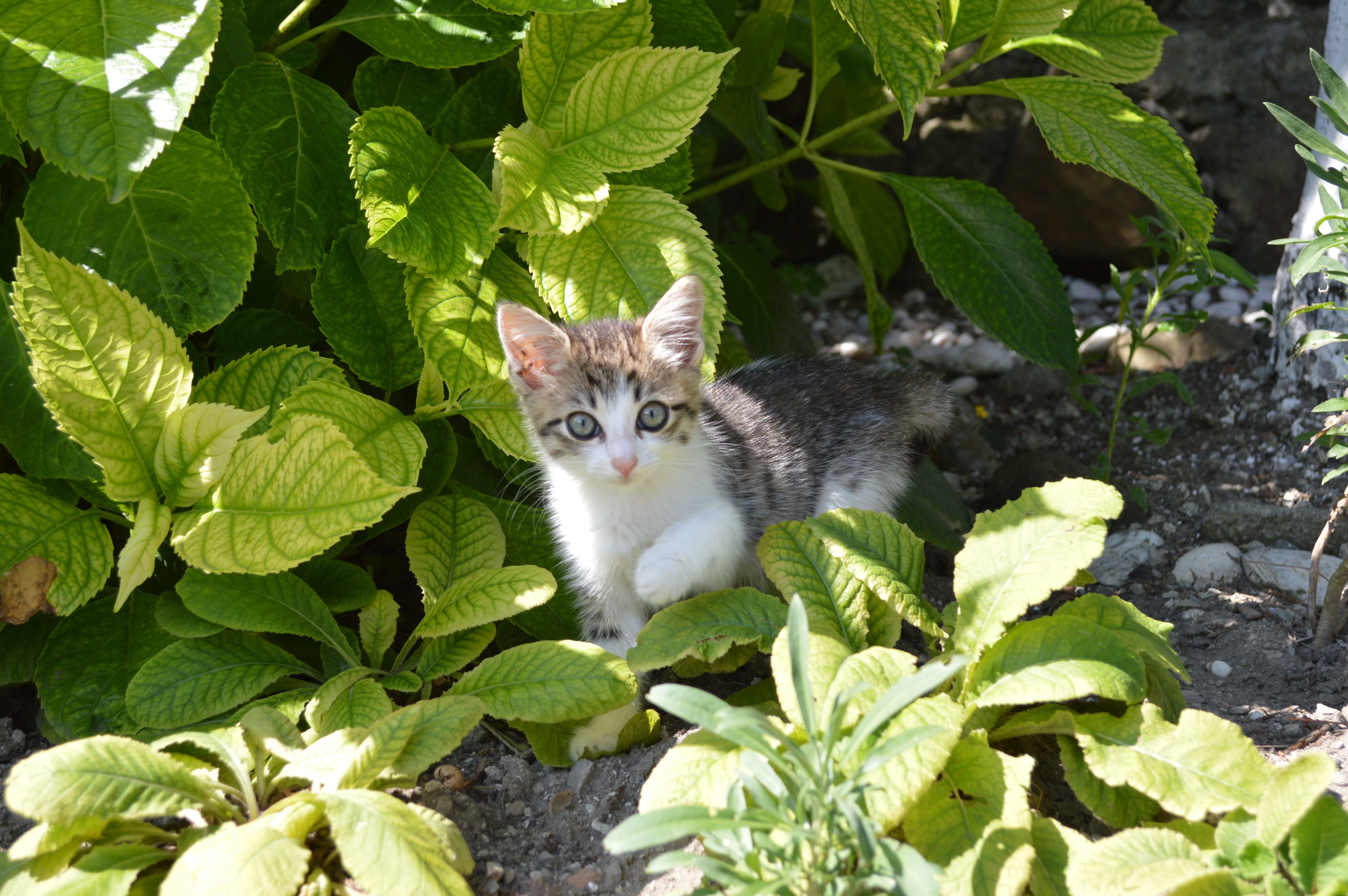 looking, greens, Pet, cute, animal wildlife, whisker, plant part, leaf, animal themes, growth, pet, Cat, domestic, domestic Cat, portrait, outdoors, pets, HD Wallpaper