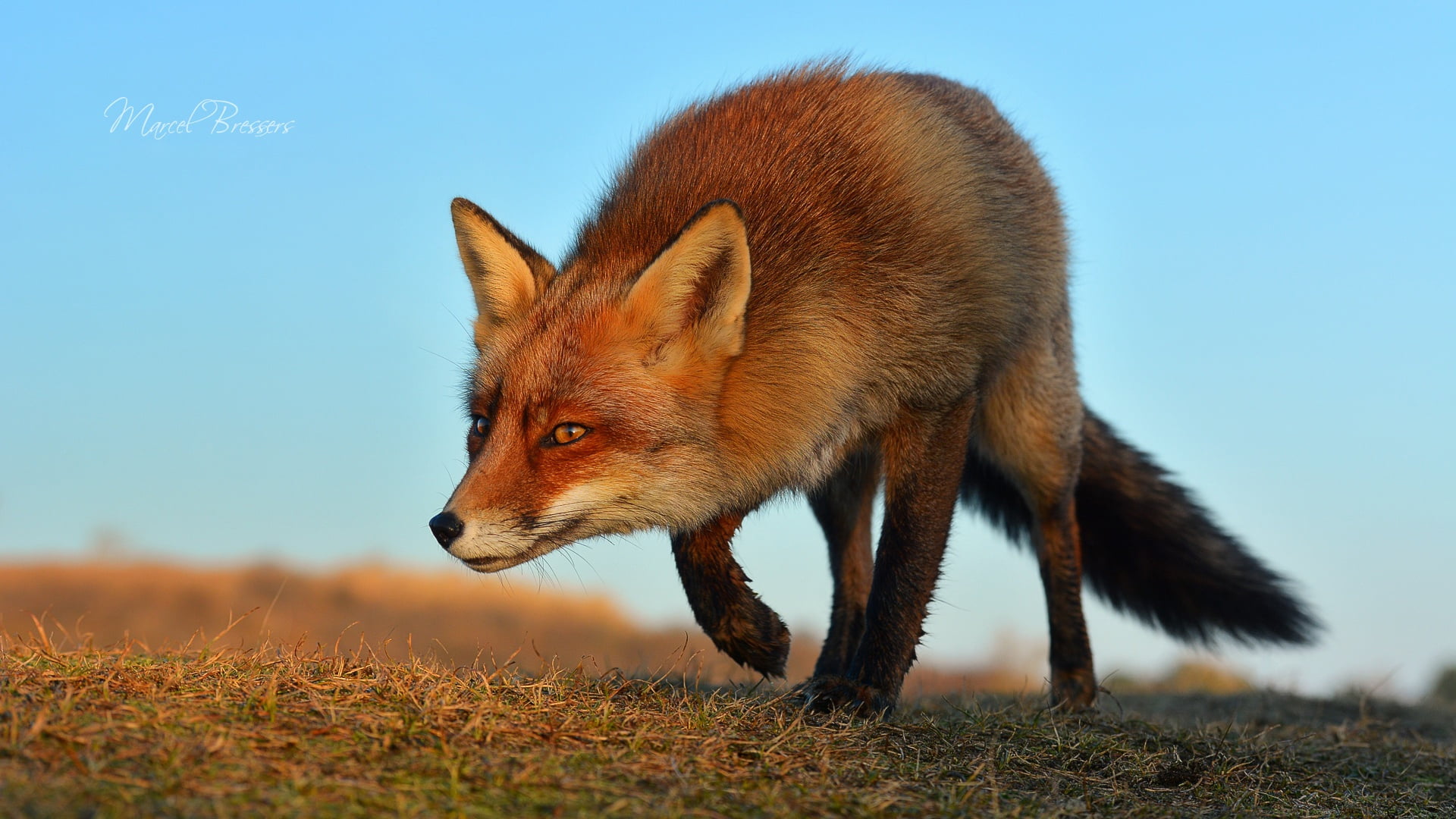profile view, nature, sky, looking, sunlight, red, animals Hunting, Fox, brown, wild Dog, face, 1080P, animal Themes, fur, vertebrate, carnivore, one Animal, HD Wallpaper