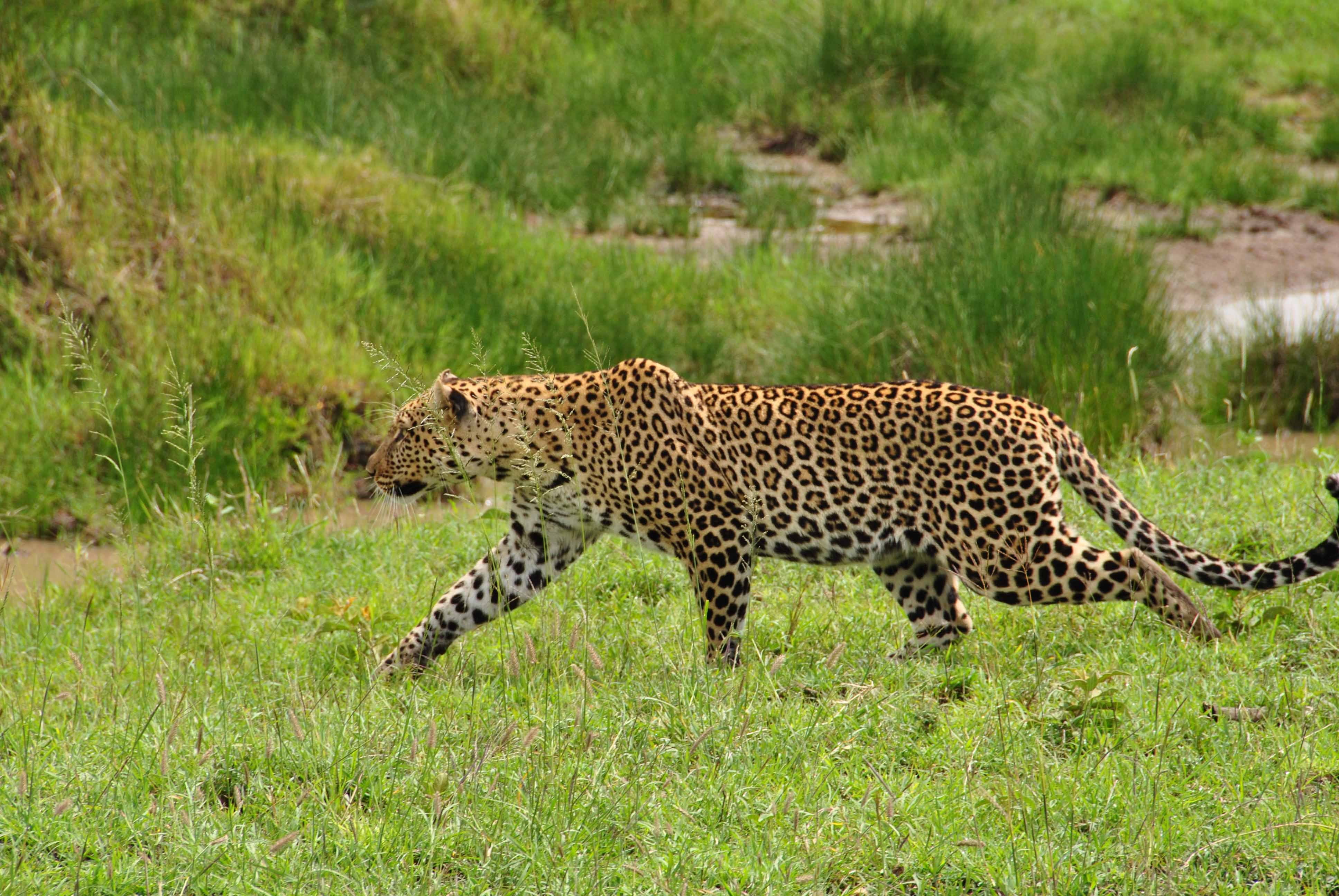 animal, plant, sneaks, predator, wild cat, one animal, undomesticated cat, grass, cheetah, 4K, nature, mammal, beige, animal wildlife, animals hunting, HD Wallpaper