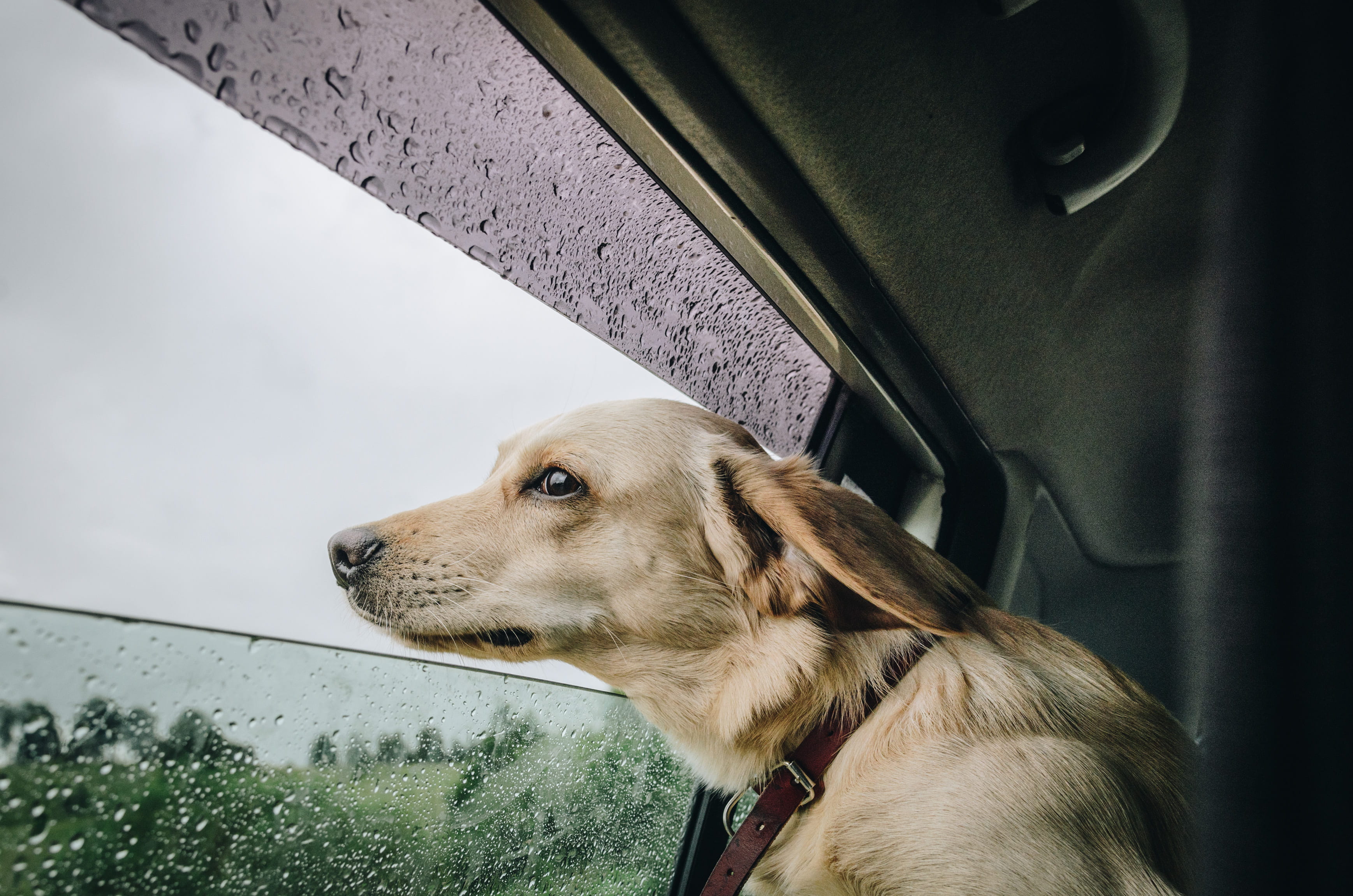 untitled, one animal, window, car, looking away, no people, travel, retriever, looking out window, doggy, sneaking, animal themes, domestic animals, day, HD Wallpaper