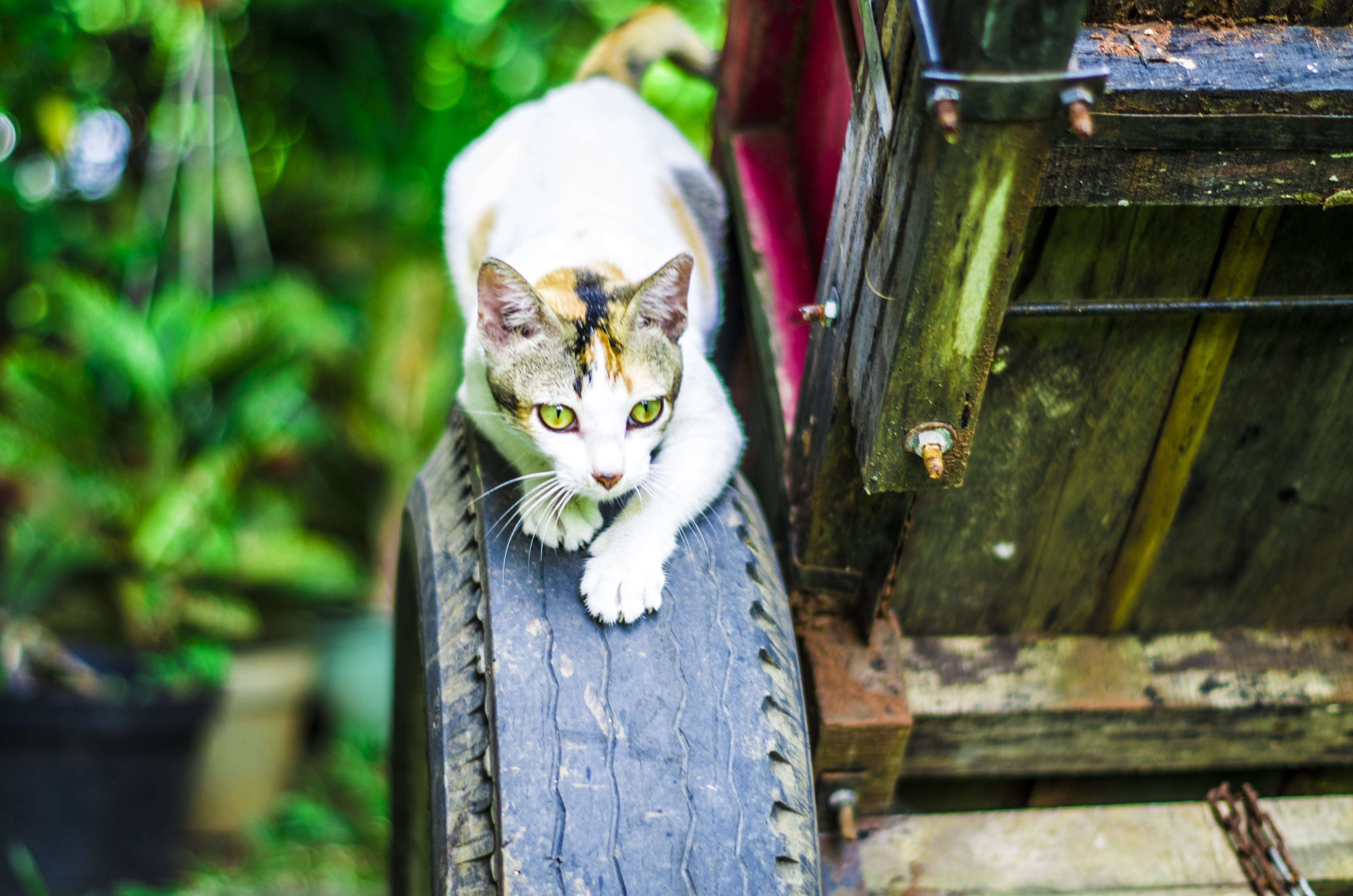 domestic, outdoors, portrait, cat, nature, pets, looking at camera, mammal, feline, one animal, fur, whisker, relaxation, cute, hunting, wood - material, HD Wallpaper