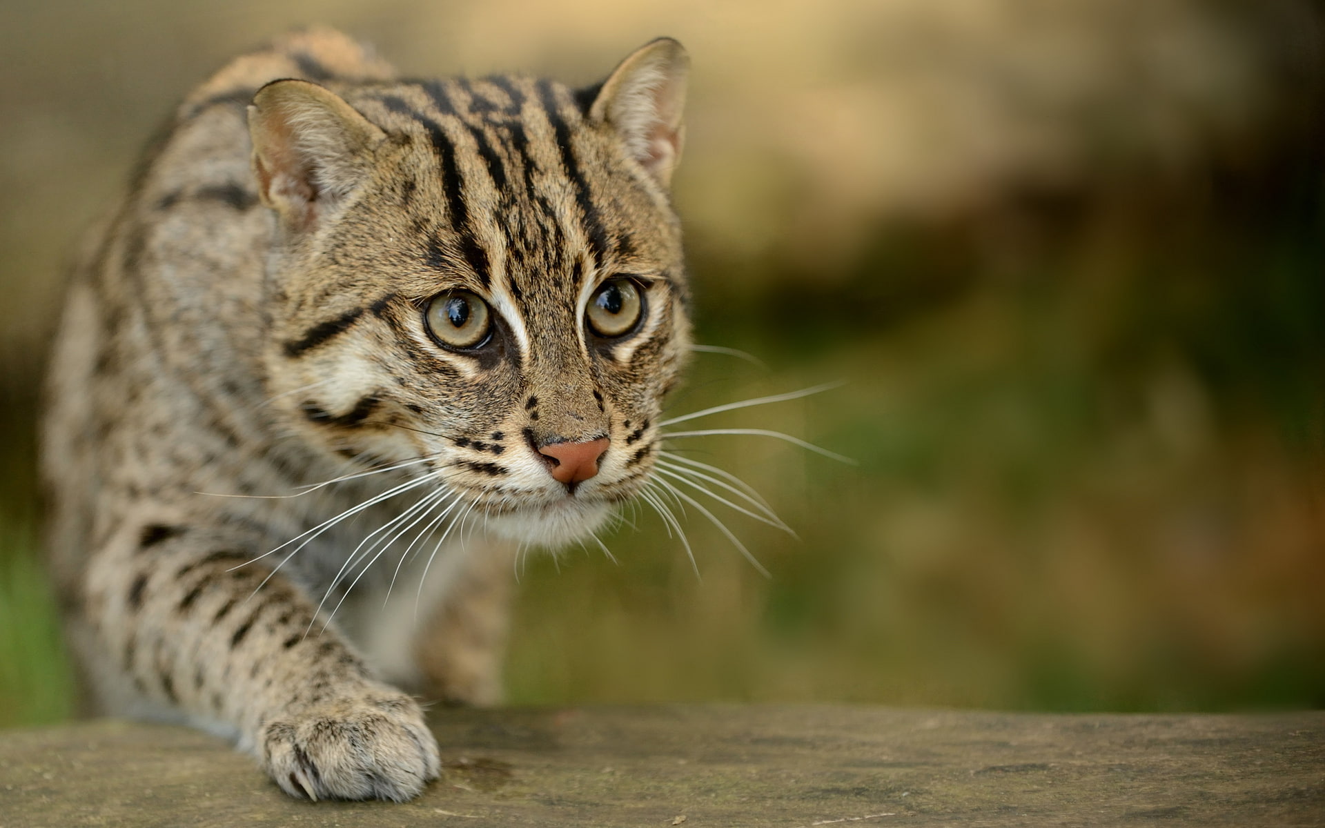 cat-fisherman, sneaks, speckled cat, blur, macro, eyes, cat, Prionailurus viverrinus, 1080P, HD Wallpaper