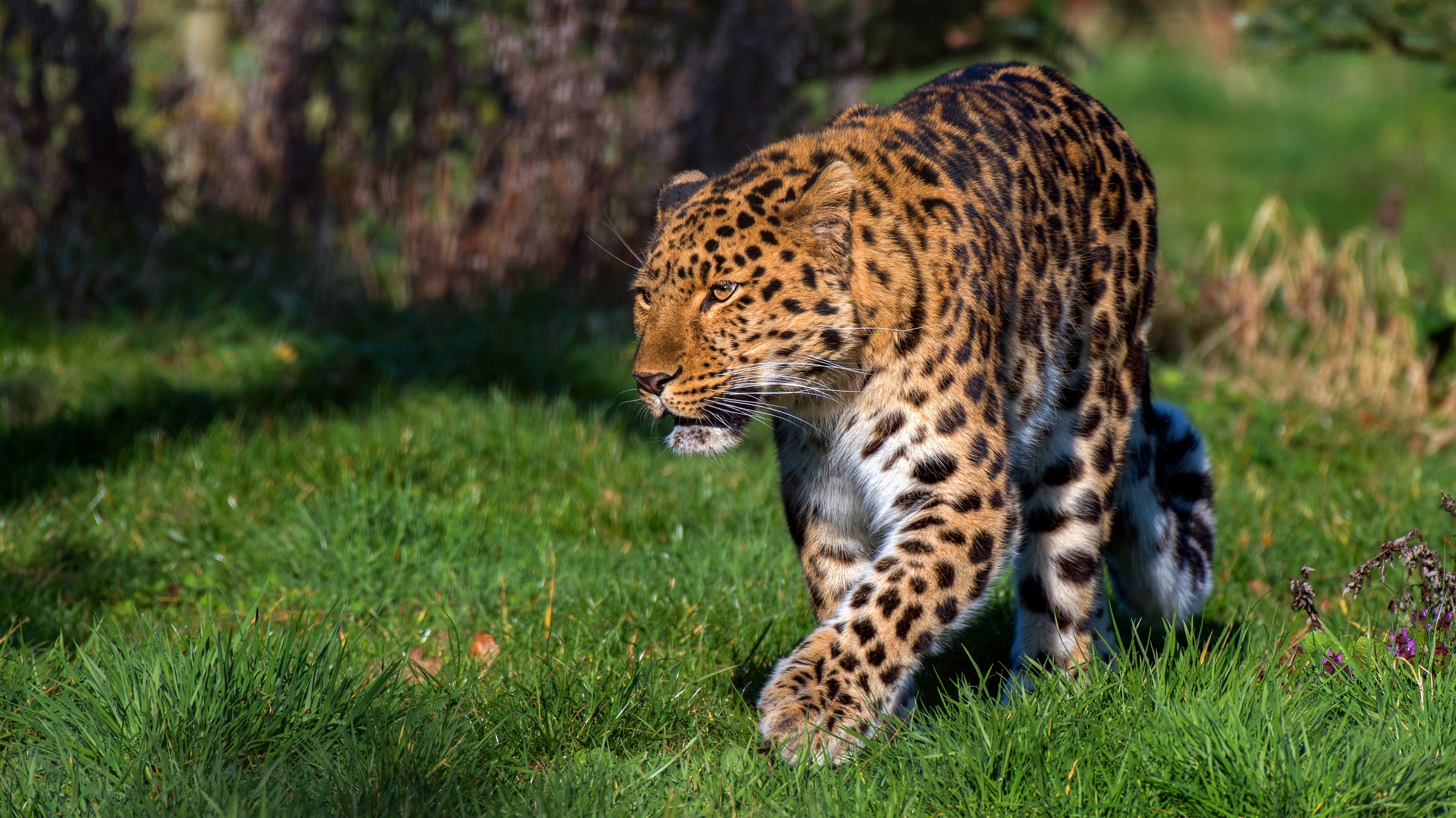 face, grass, leopard, walk, pose, summer, nature, look, 4K, sneaks, light, HD Wallpaper
