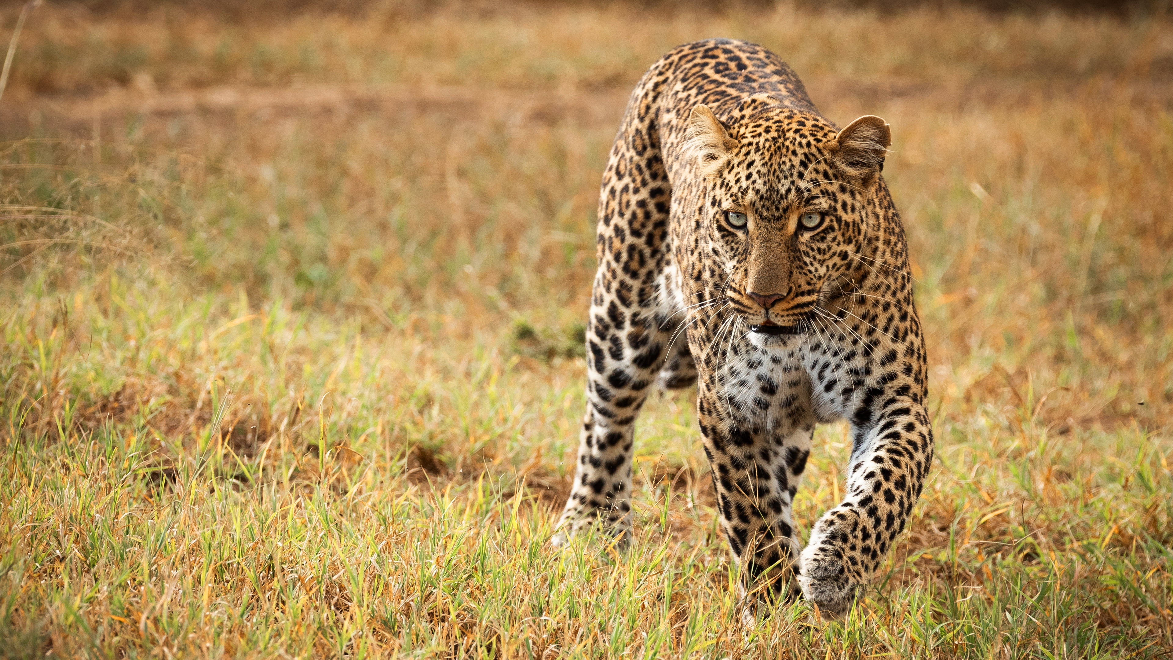 Savannah, sneaks, field, leoprad, grass, wild cat, 4K, look, HD Wallpaper