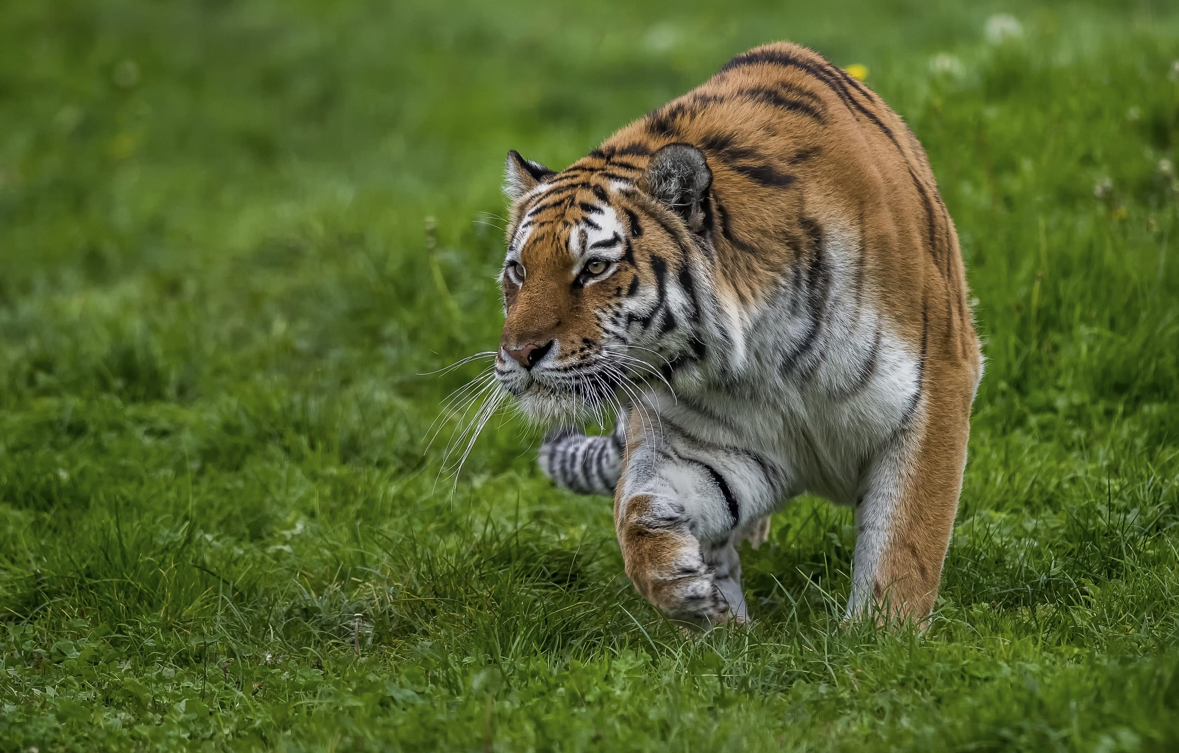 tiger, predator, sneaks, 1080P, HD Wallpaper