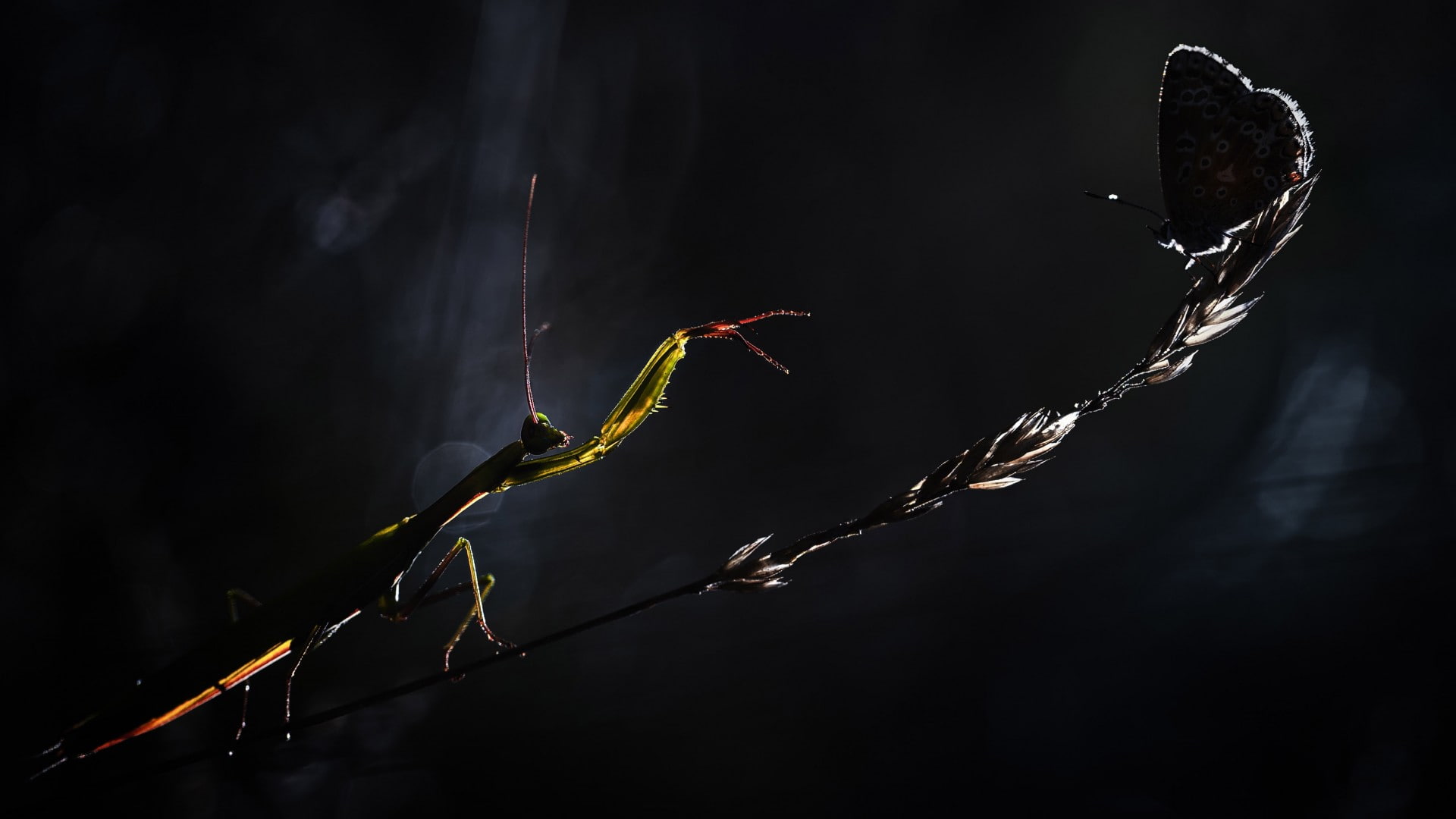 stem, insects, danger, sneaking, nature, insect, mantis, hunting, night, flower, butterfly, grass, 1080P, HD Wallpaper