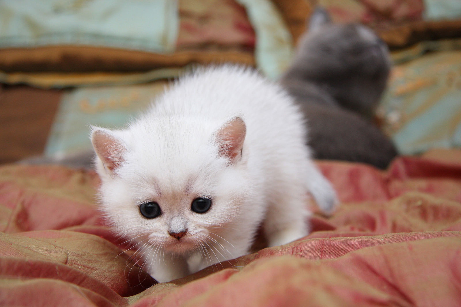 cute, 720P, sneaks, cat, HD Wallpaper