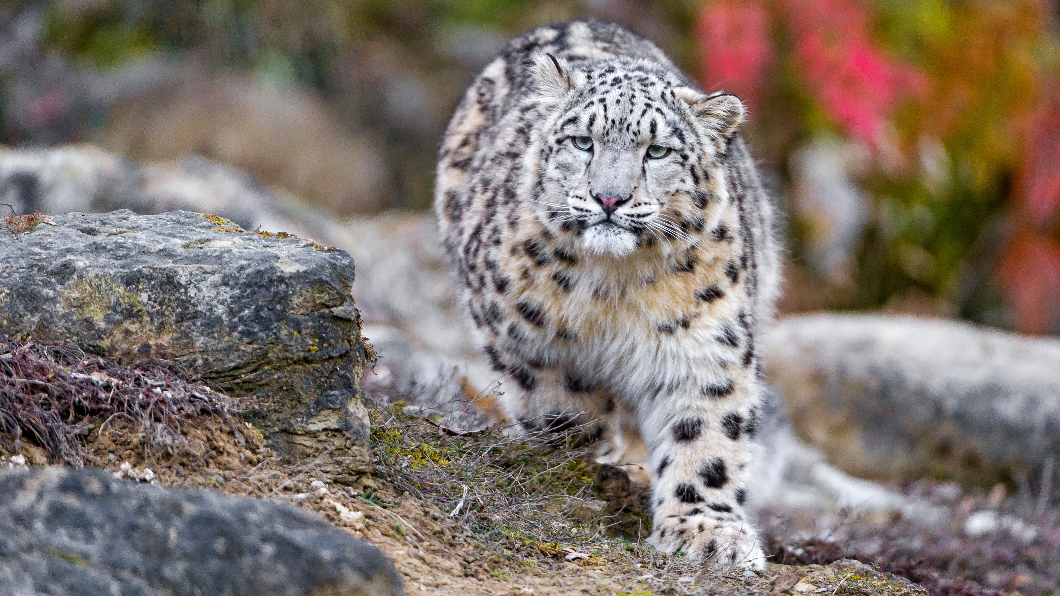 snow leopard, snow, paw, wild cats, bars, zoo, black, white, stones, sneaks, autumn, leopard, 4K, cats, HD Wallpaper