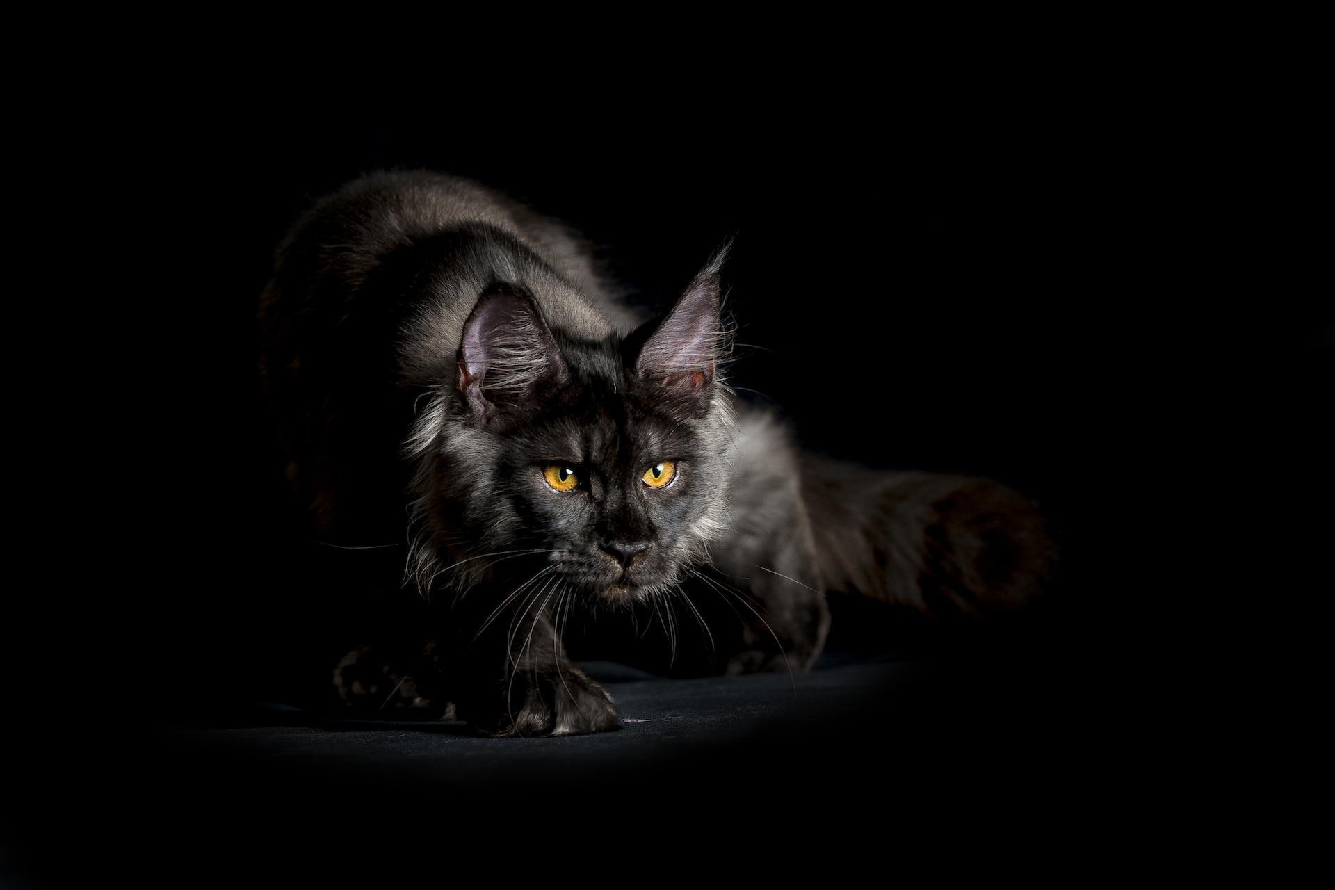 gray, domestic animals, no people, mammal, shaggy, black, background, 1080P, black background, indoors, pets, vertebrate, one animal, domestic, animal eye, HD Wallpaper
