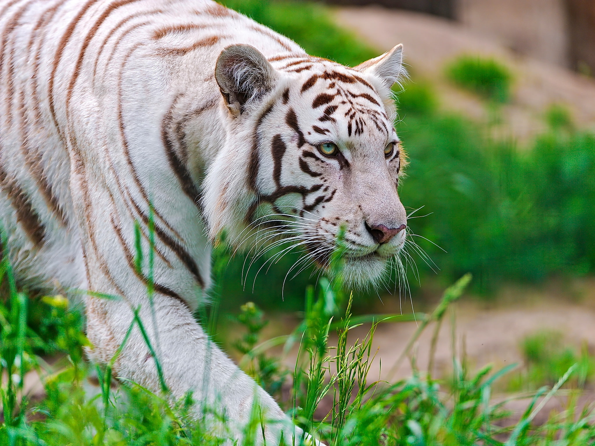 white, sneaks, 1080P, tiger, waite tiger, face, predator, HD Wallpaper