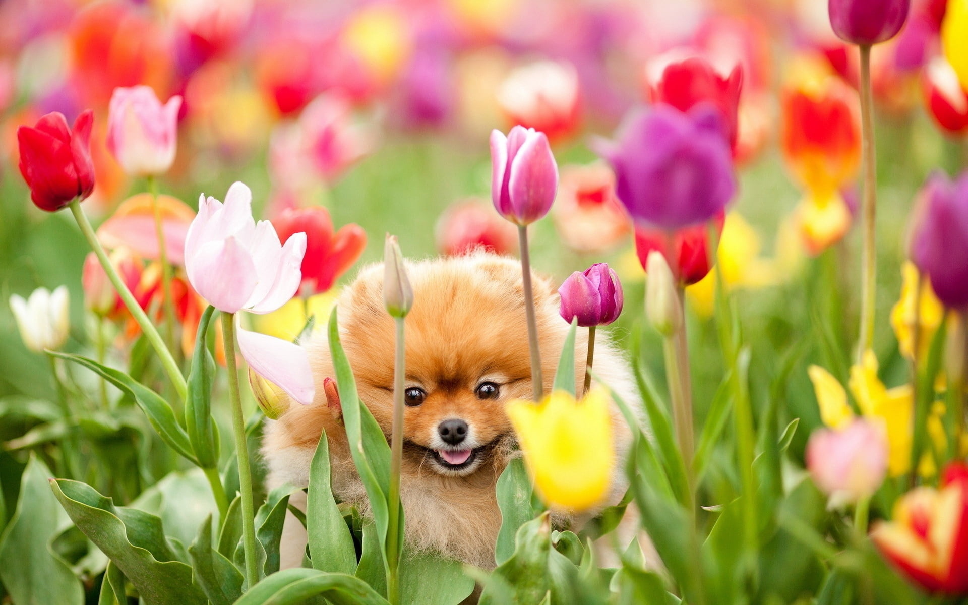 grass, pets, summer, easter, puppy, yellow, plant, domestic, fluffy, backgrounds, small, happiness, fur, flower, fun, no people, one animal, field, domestic Animals, HD Wallpaper