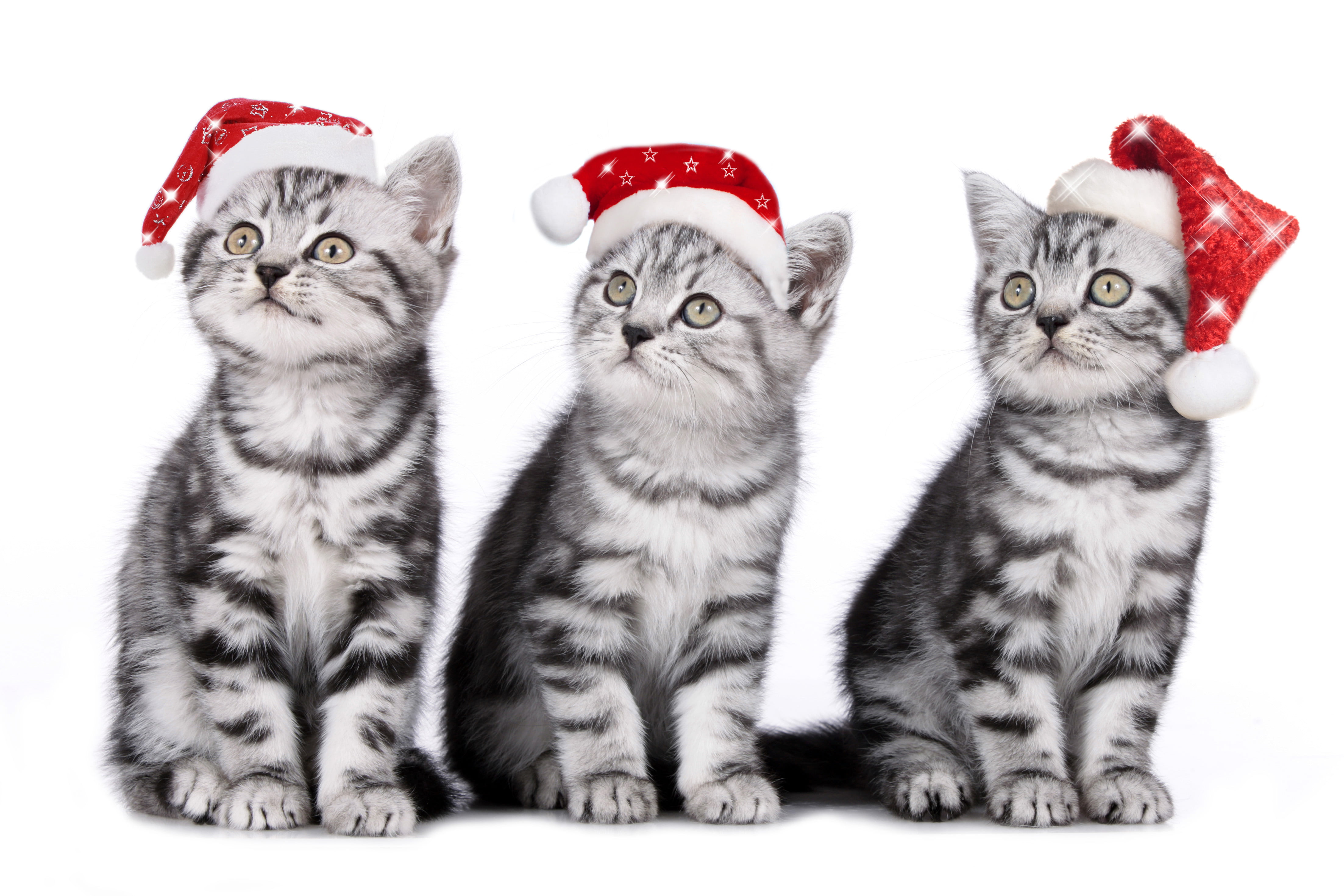 mammal, feline, trio, animal themes, domestic, studio shot, animal, cute, group of animals, cat, kitten, silver, indoors, pets, caps, no people, domestic cat, HD Wallpaper