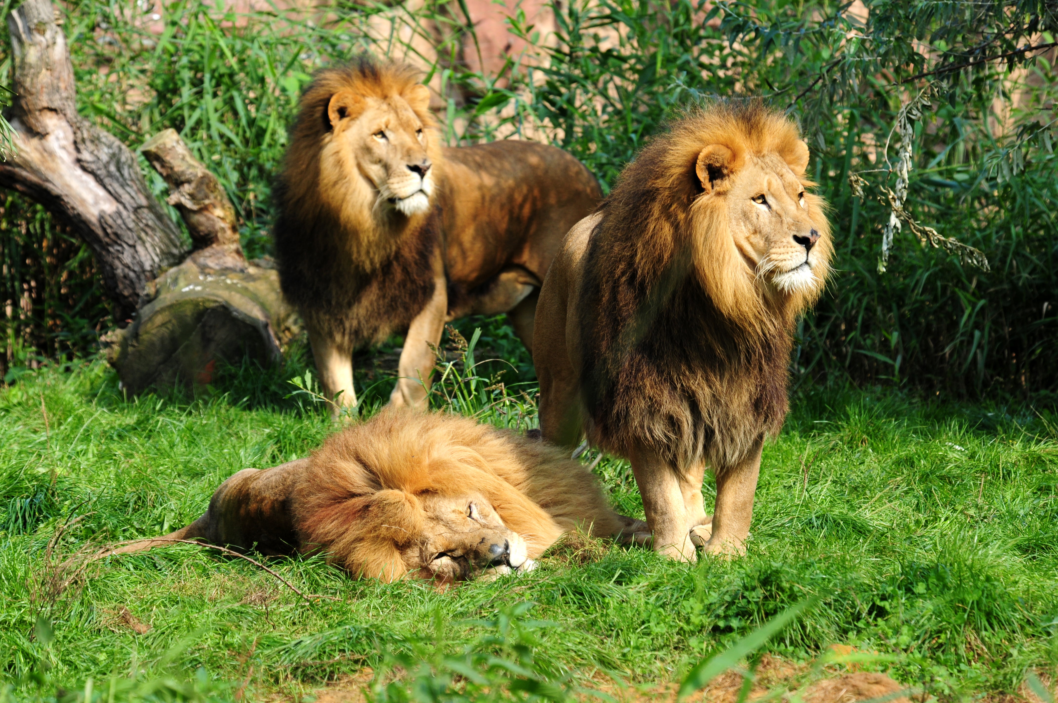 feline, lion - feline, mammal, animal family, 4K, Leo, grass, nature, plant, togetherness, no people, trio, animals in the wild, cat, animal, group of animals, HD Wallpaper