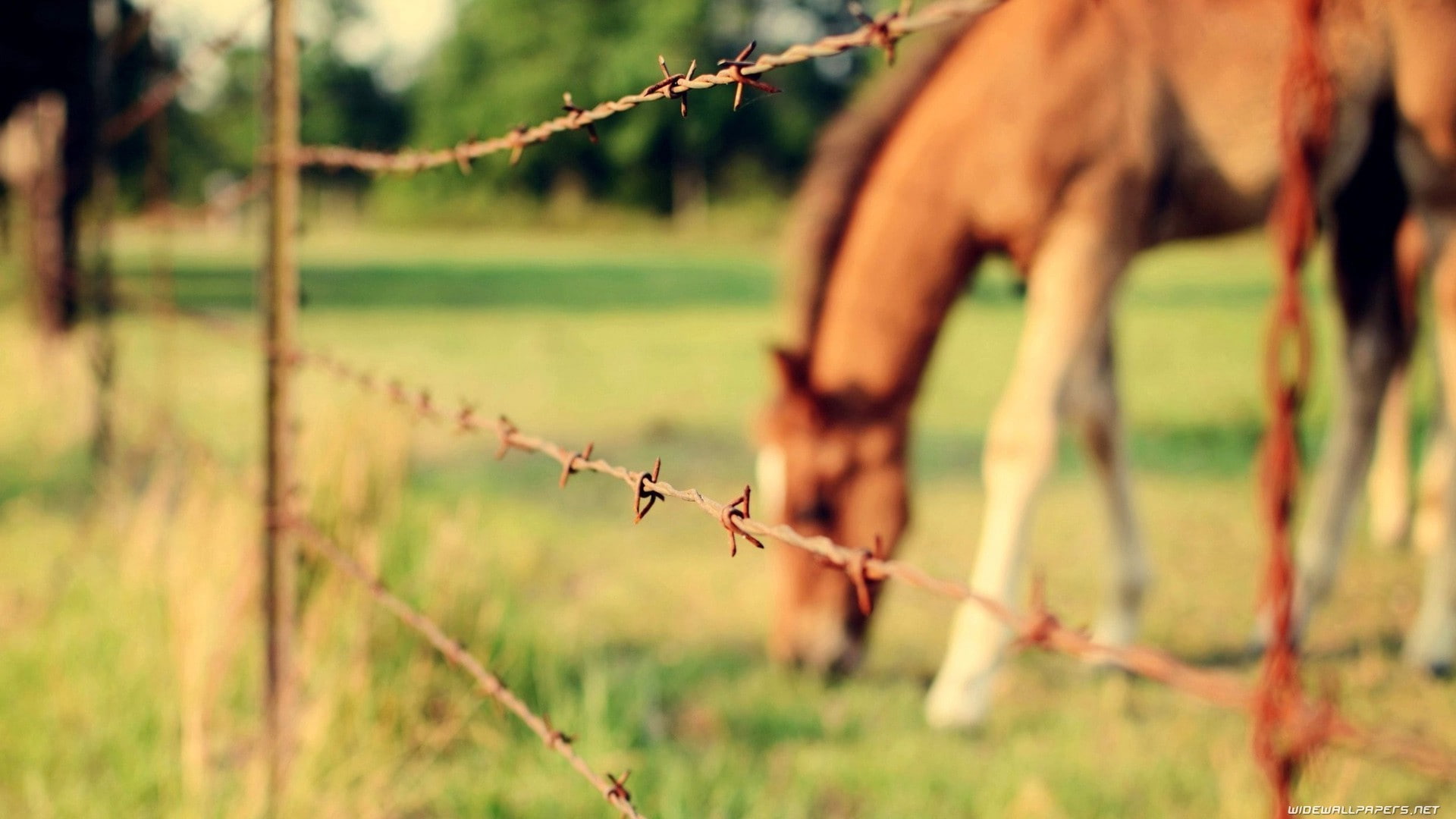 domestic, no people, land, grass, animal, plant, mammal, fence, livestock, boundary, barrier, horse, field, pets, animal themes, animal head, herbivorous, HD Wallpaper