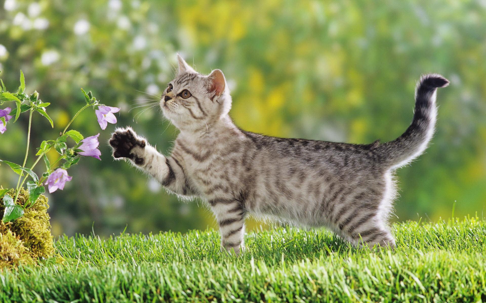 british, shorthair, cute animals, gray, tabby, cat, 1080P, kitten, HD Wallpaper