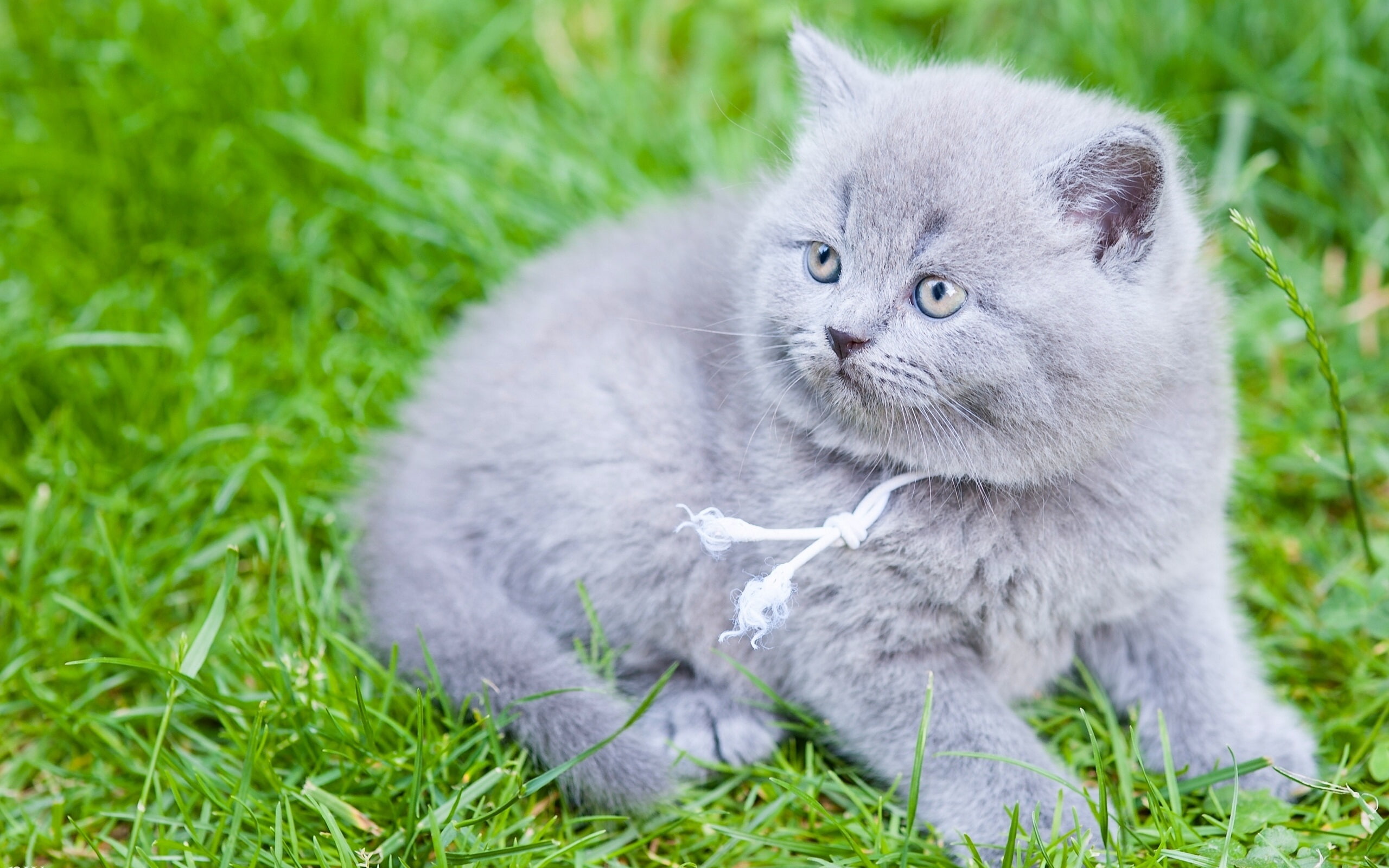 British, Shorthair, Gray, Kitten, 2K, Grass, HD Wallpaper