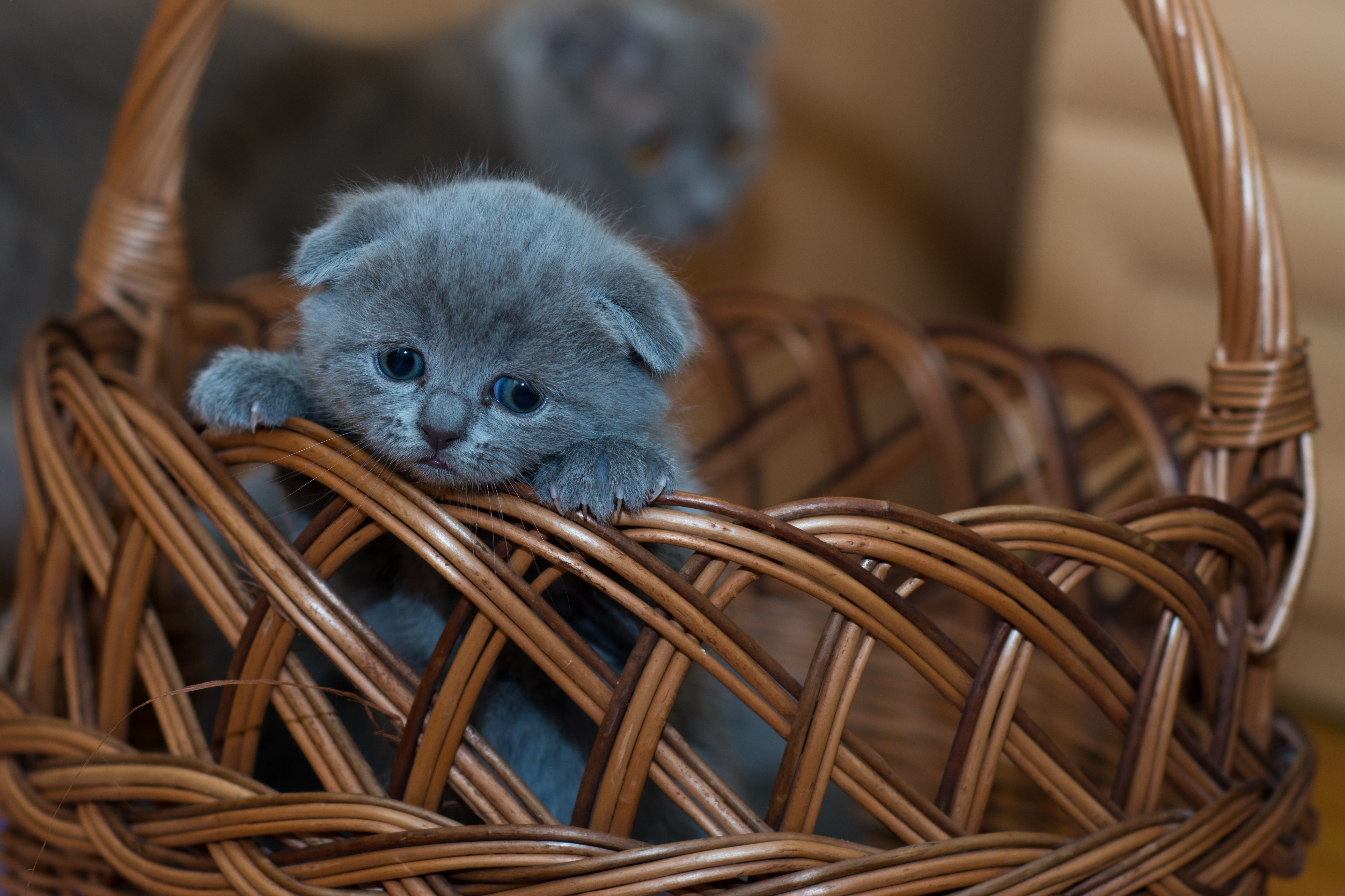 basket, wicker, feline, no people, kitten, focus on foreground, animal themes, one animal, animal, looking, british shorthair, mammal, domestic, domestic cat, HD Wallpaper