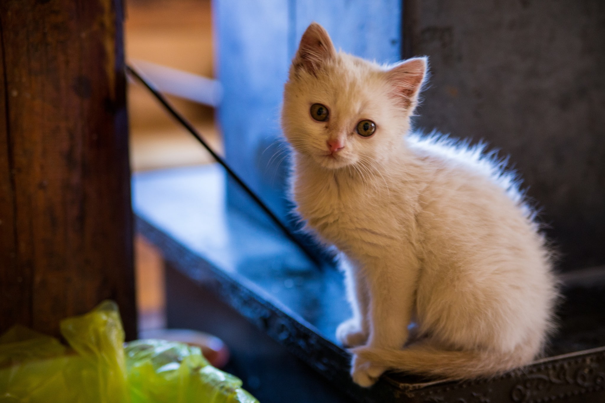 look, cute, white, eyes, kitten, 1080P, fur, long, HD Wallpaper