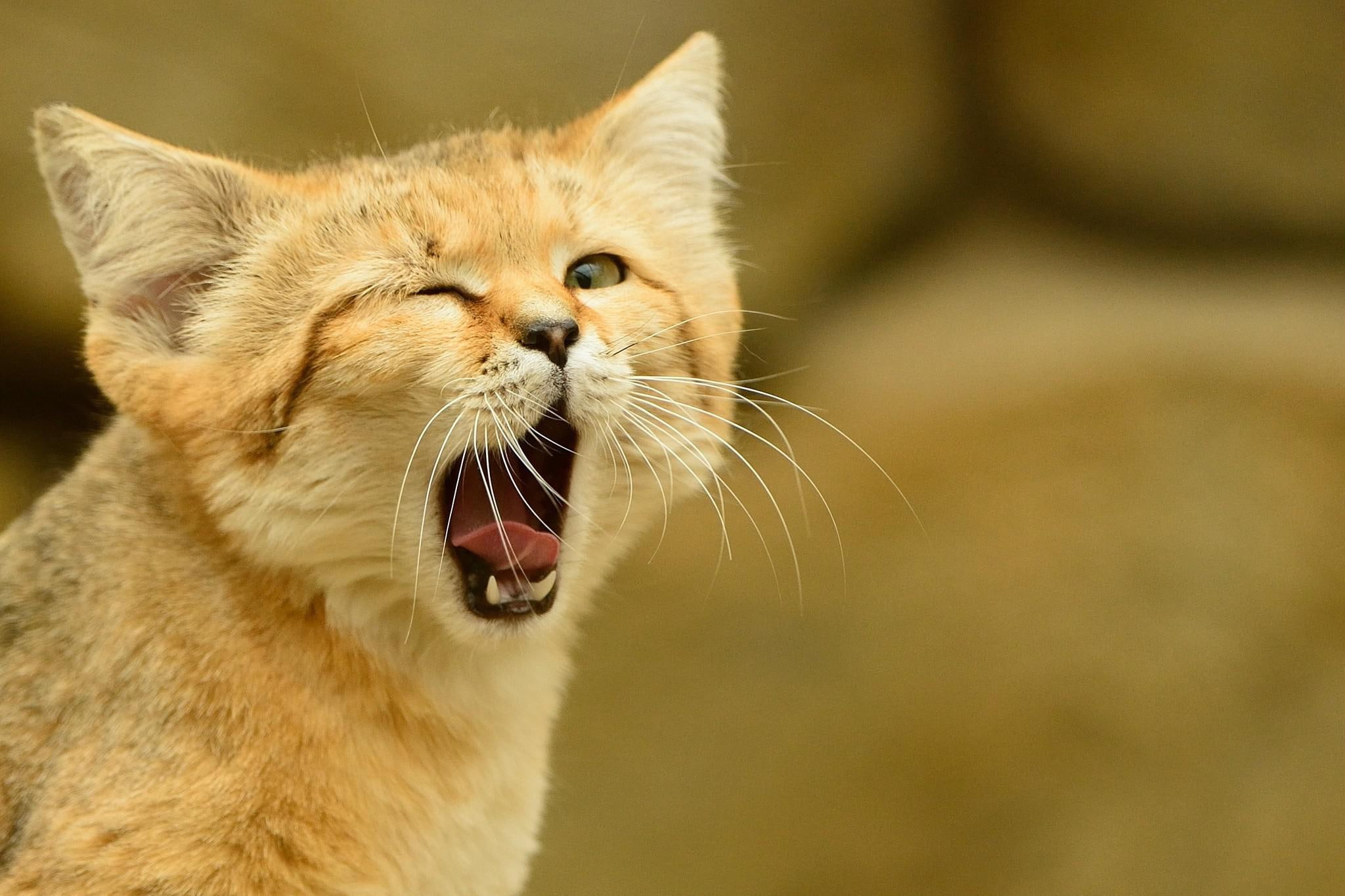 wild, 1080P, wild cat, sand, cat sand-dune, sand cat, cat, dune, HD Wallpaper