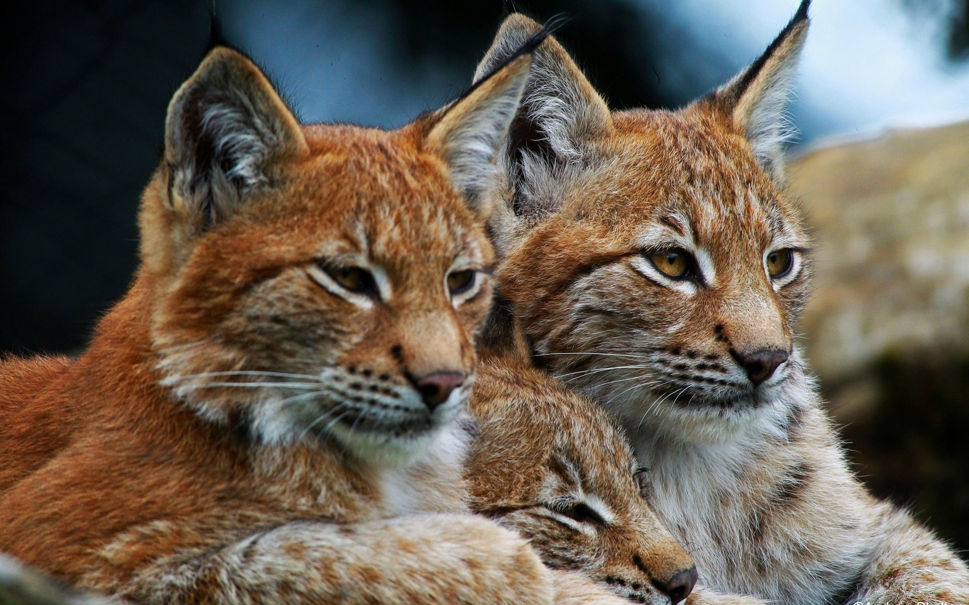 1080P, Cat, Lynx, Wild, Family, HD Wallpaper