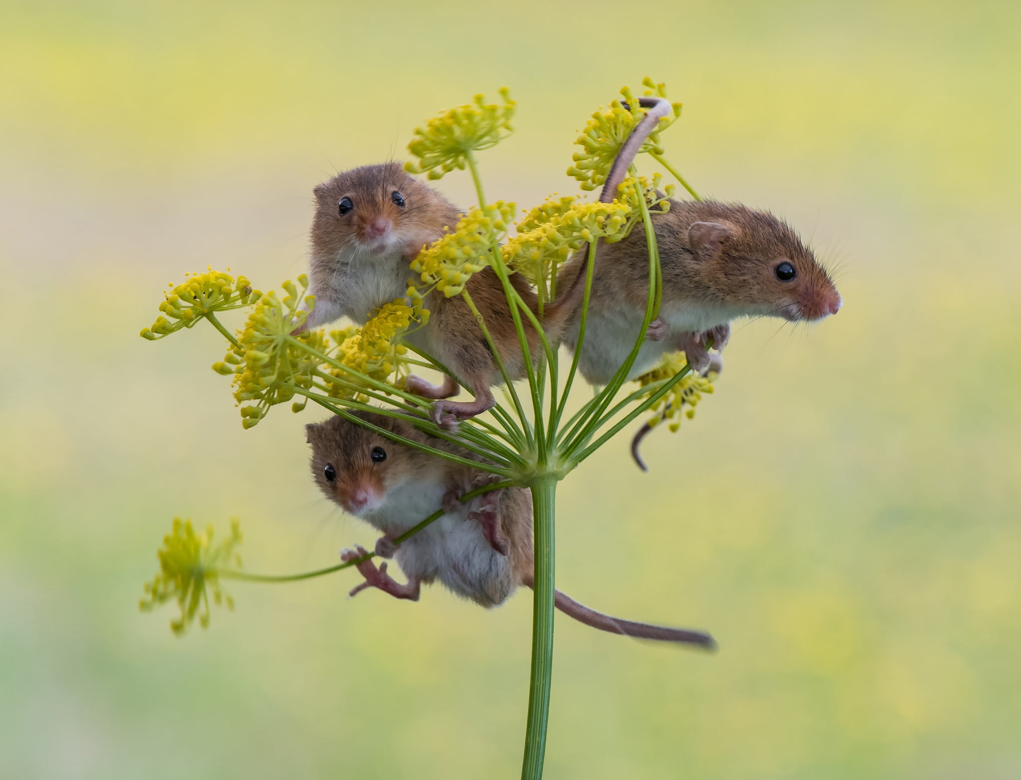 The mouse is tiny, trio, 1080P, mouse, background, Trinity, Harvest Mouse, HD Wallpaper
