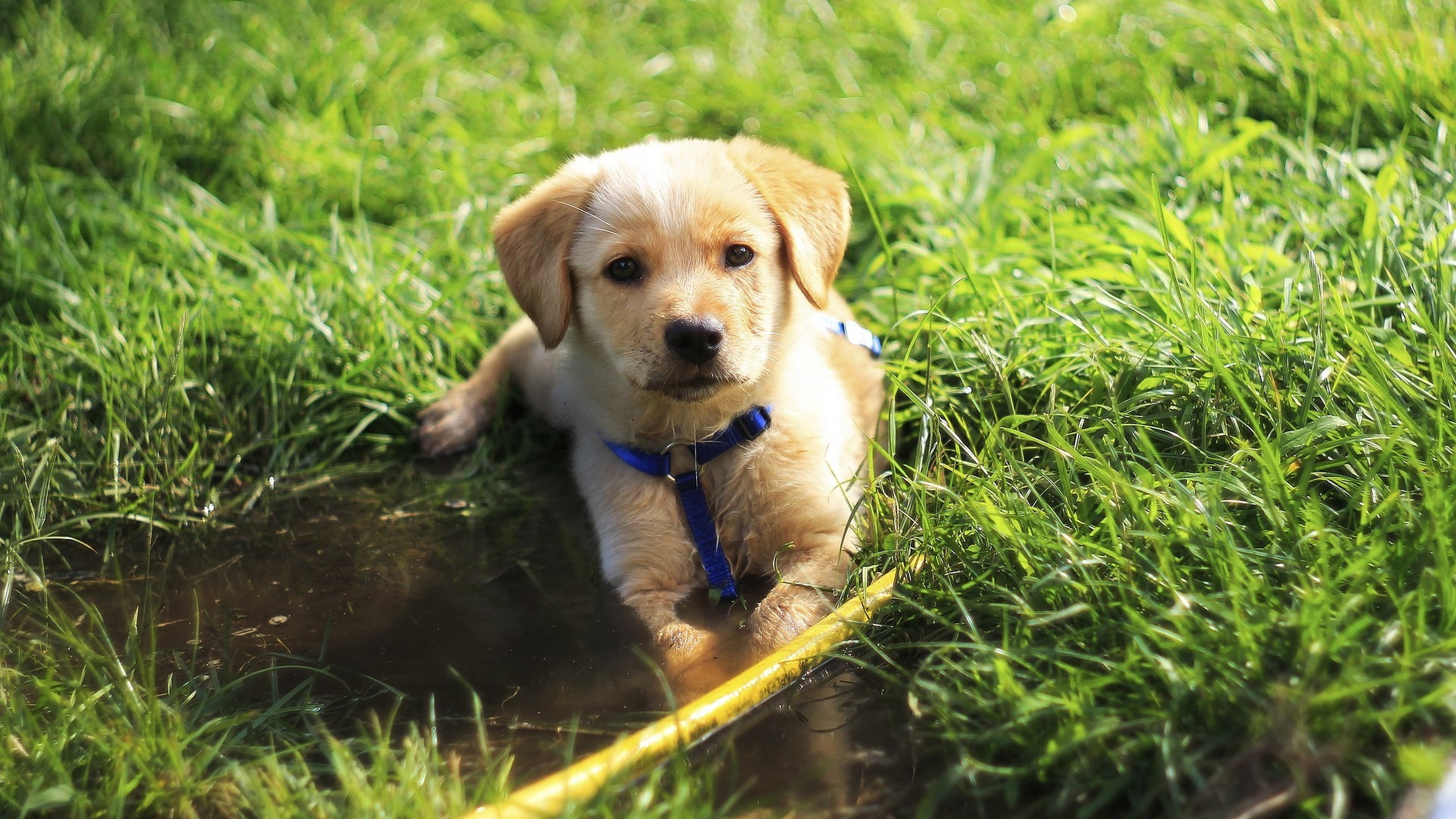domestic, field, domestic animals, canine, 2K, nature, vertebrate, animal themes, no people, pets, dog, animal, plant, golden retriever dog puppy  hd, HD Wallpaper