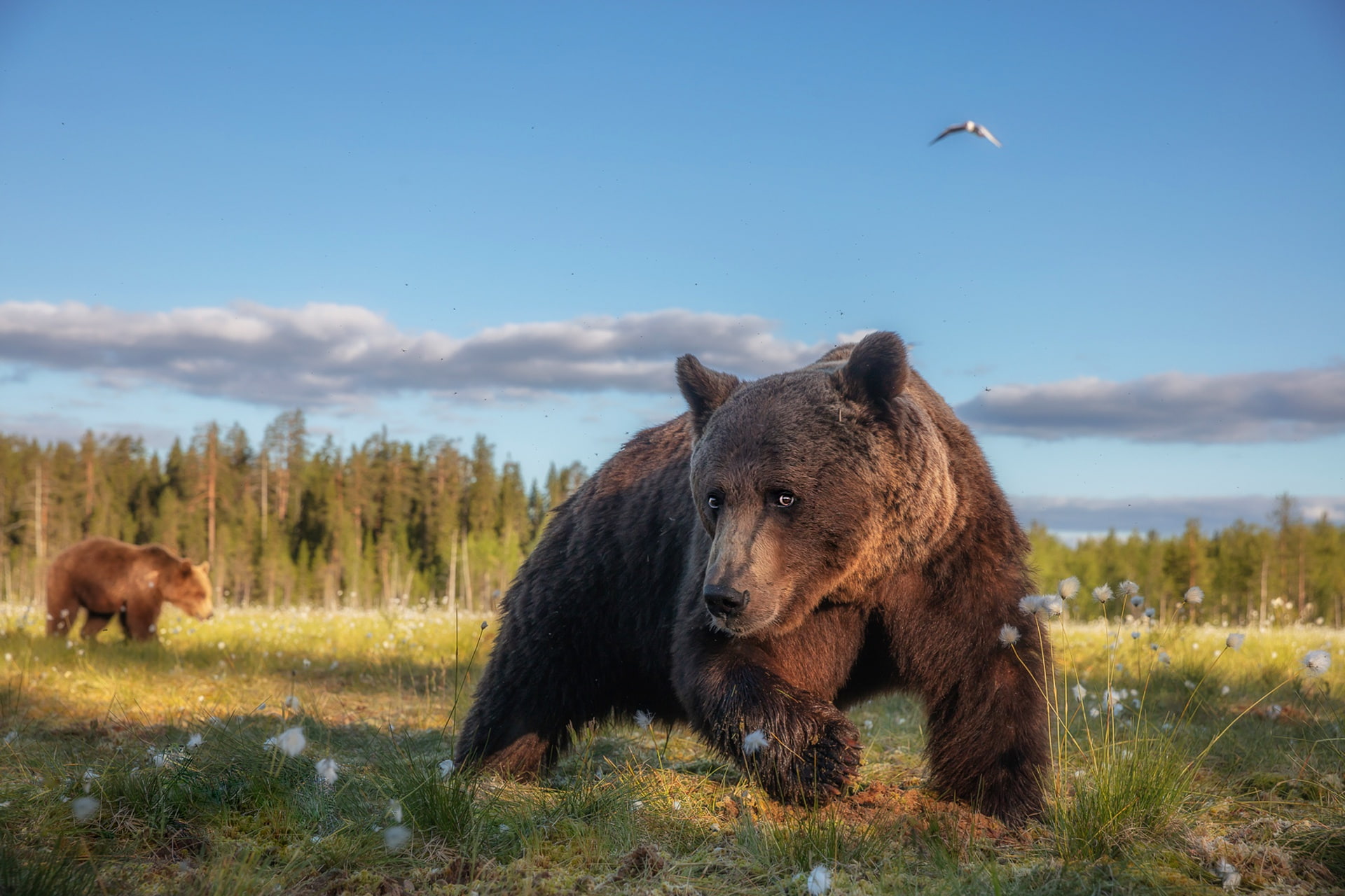 summer, funny, paws, look, face, grass, pose, cotton, walk, Bruin, forest, 1080P, the expression, brown, grazing, bear, bears, bird, blue sky, HD Wallpaper