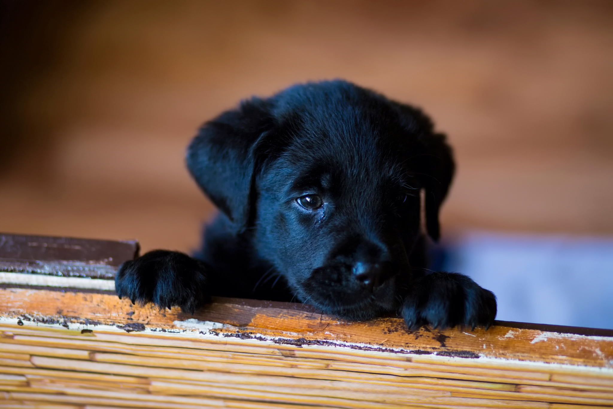 vertebrate, animal, domestic, labrador Retriever, black, domestic Animals, animal head, coated, black Color, fur, labrador, sitting, animal themes, friendship, HD Wallpaper