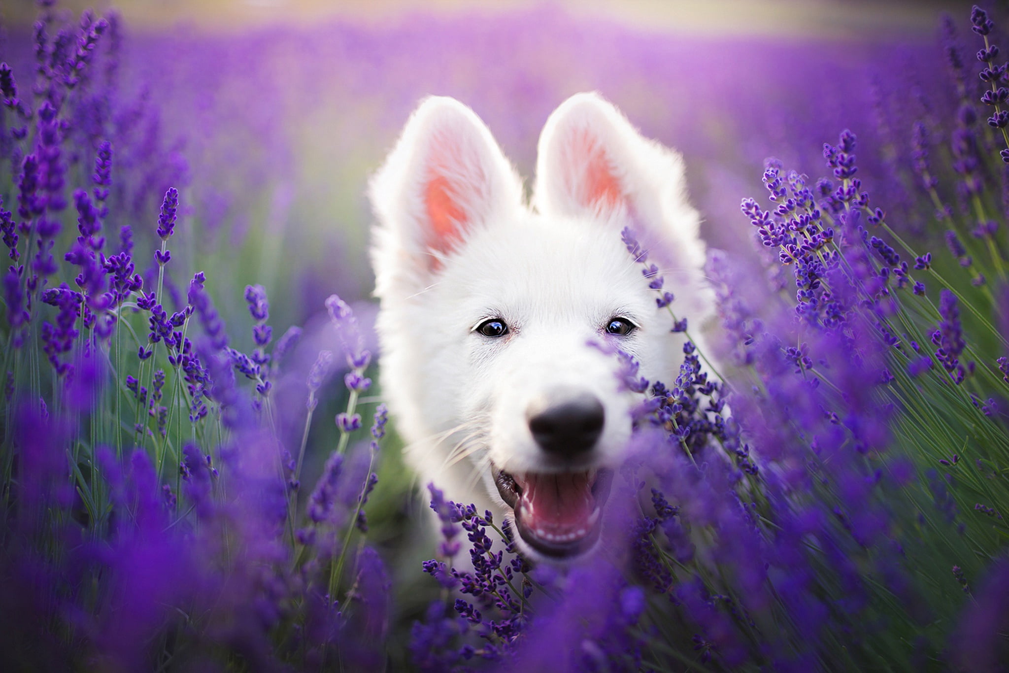 dog, language, lavender, field, pose, Swiss shepherd dog, look, 1080P, lavender field, portrait, white, lilac background, face, puppy, flowers, sitting, HD Wallpaper