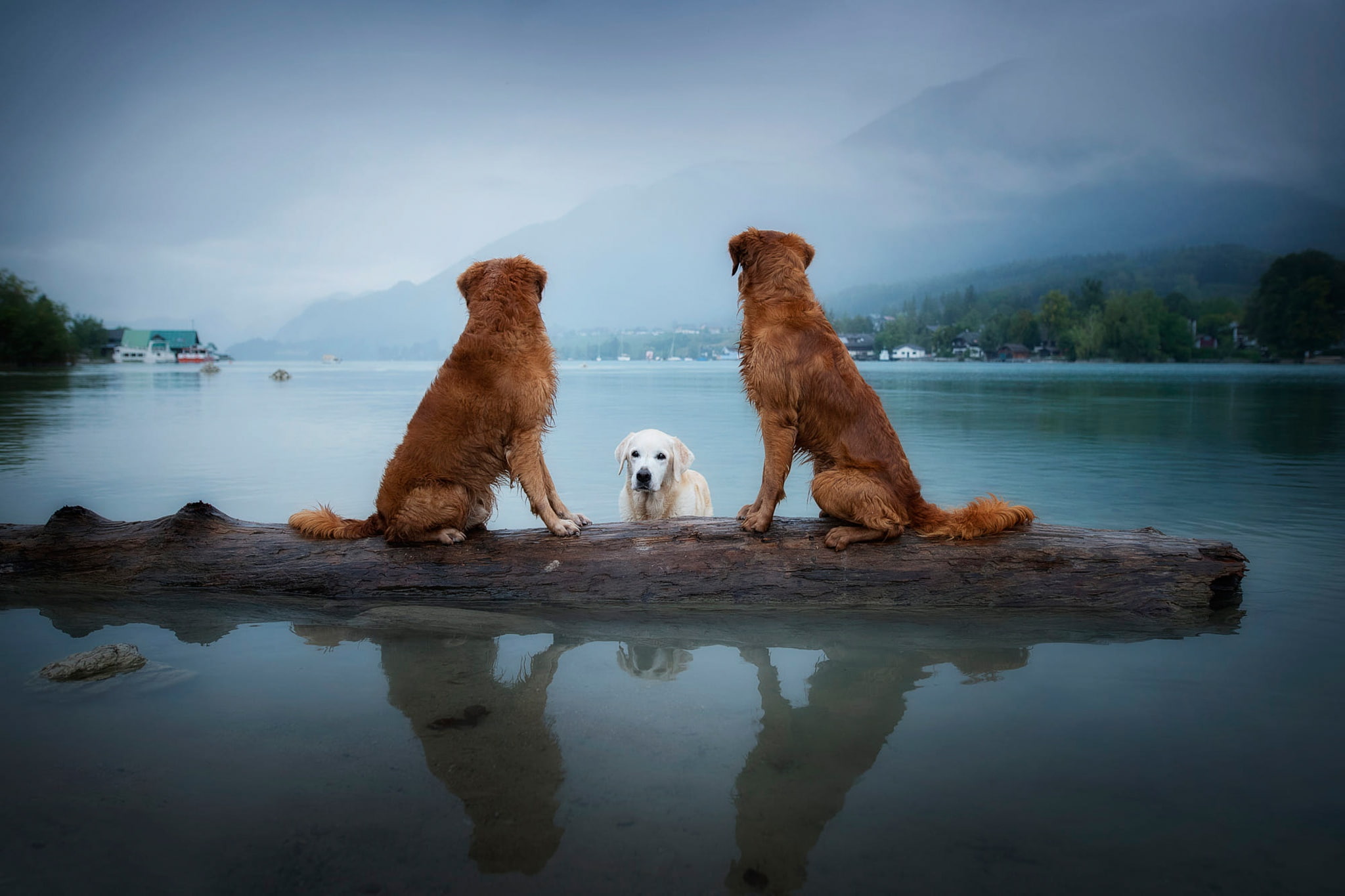 reflection, settlement, nature, trio, look, friends, log, pond, sitting, landscape, swimming, the sky, three dogs, dogs, bathing, retrievers, pose, fog, HD Wallpaper