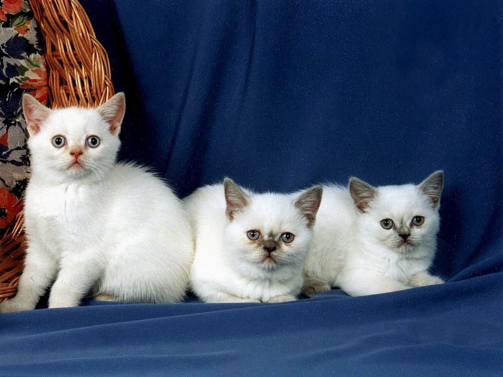 trio, 480P, animal, sweet, kitten, hd, cat, animals, HD Wallpaper