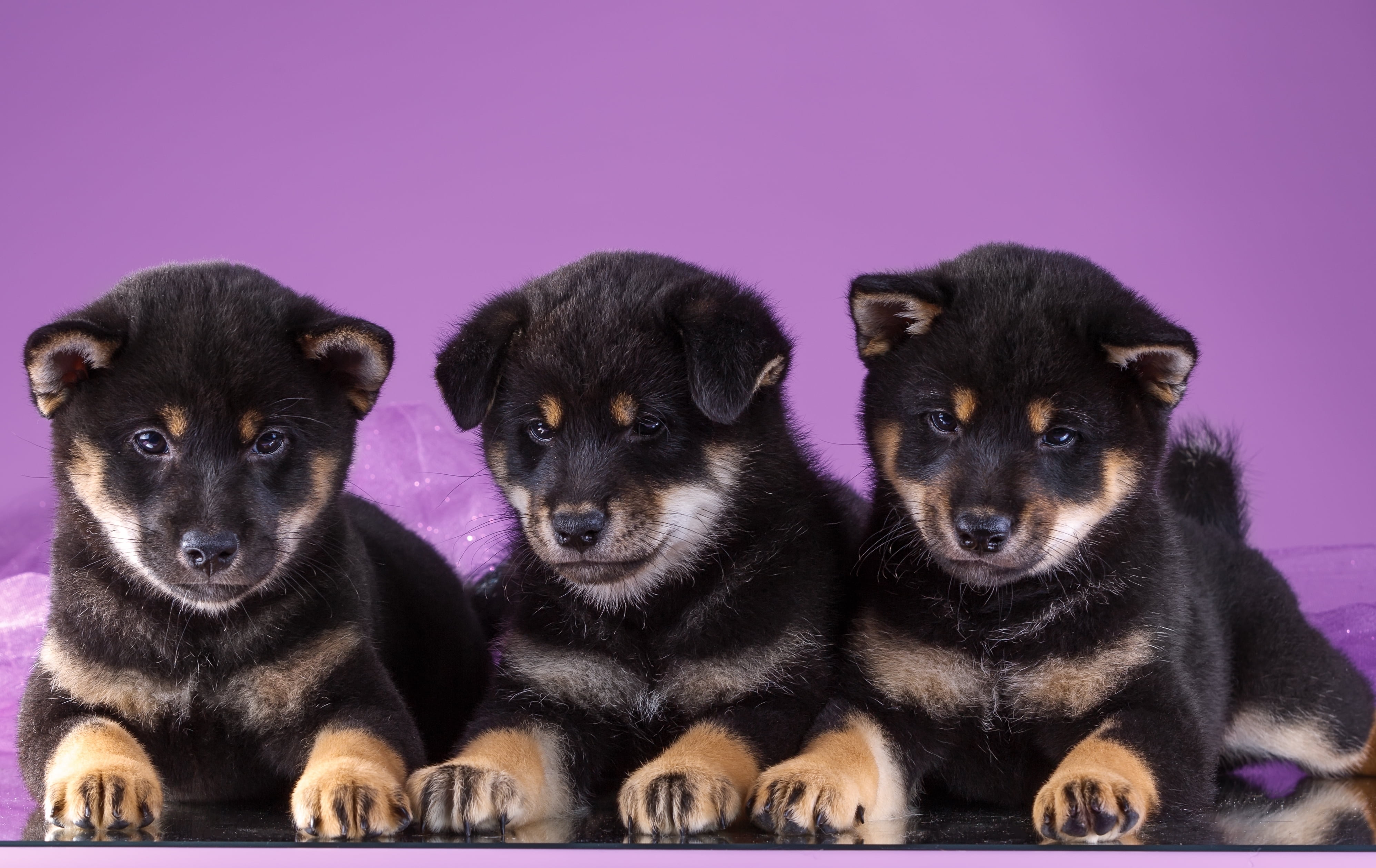 puppies, Akita, trio, 4K, HD Wallpaper