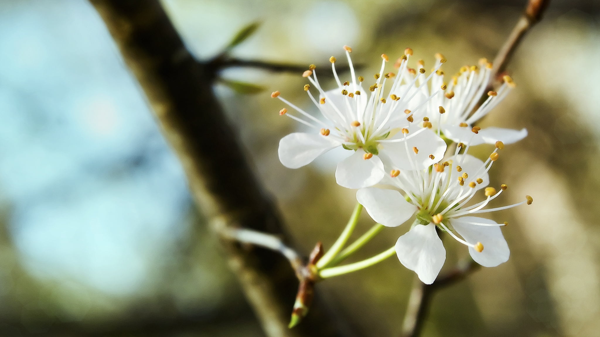 1080P, selective Focus, focus on foreground, leaf, plant, day, bud, freshness, twig, branch, flower Head, pollen, pink Color, vulnerability, nature, trio, HD Wallpaper