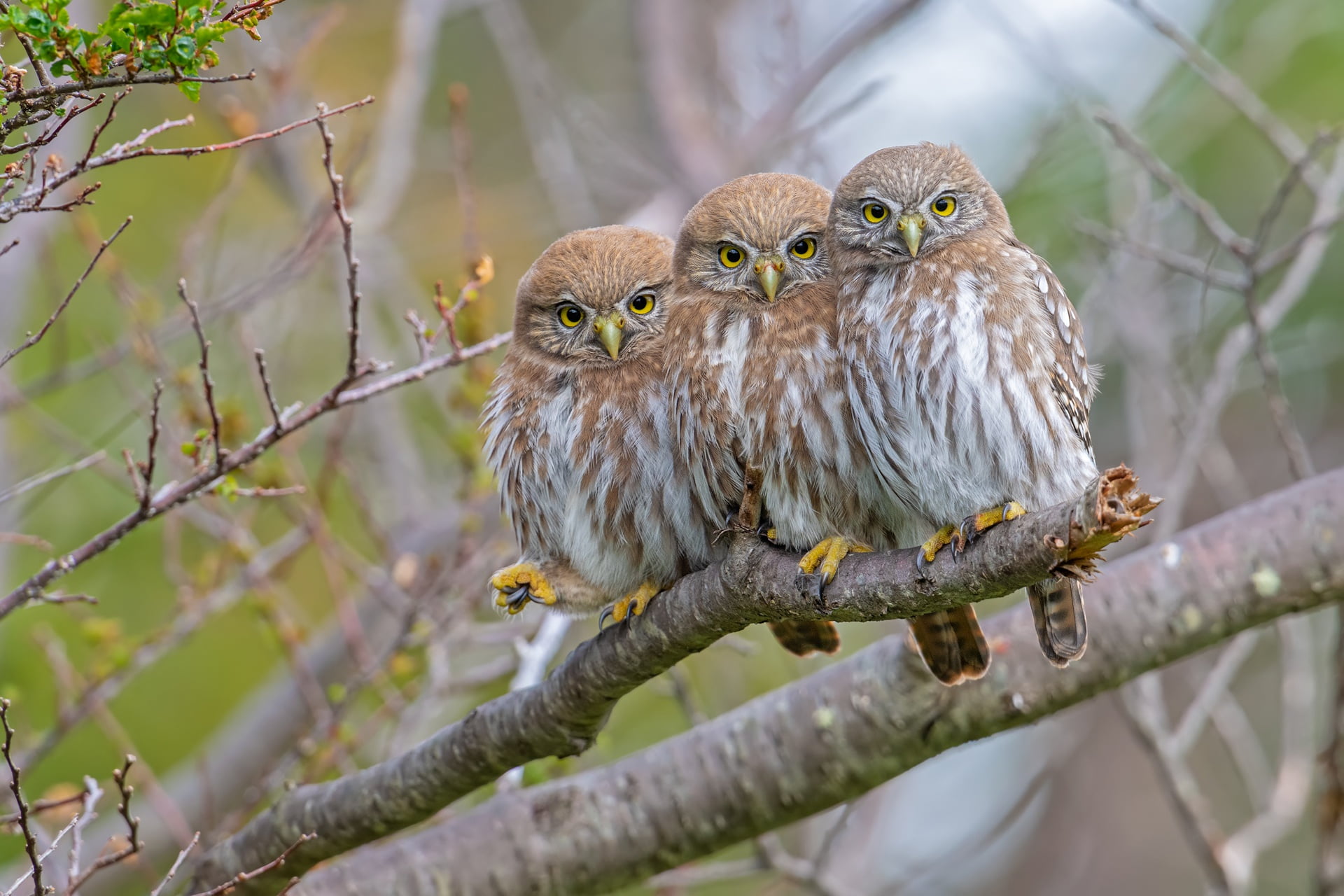 owls, 1080P, Trinity, branches, Pygmy owl, birds, tree, trio, HD Wallpaper