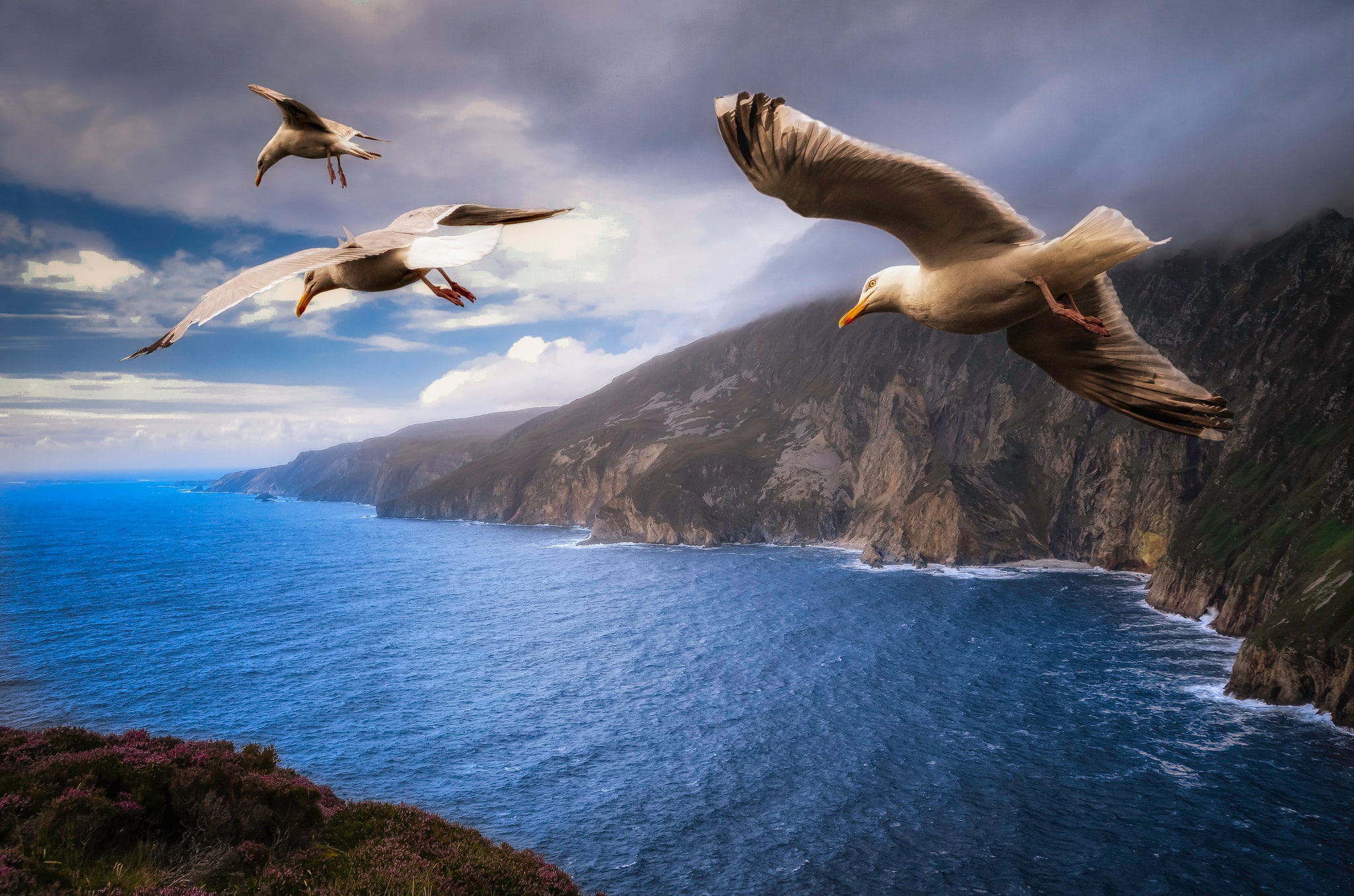 Seagull, wings, sea, Bank, clouds, trio, nature, rocks, 1080P, Jonathan Livingston, fly, birds, flight, landscape, three birds, the sky, seagulls, HD Wallpaper