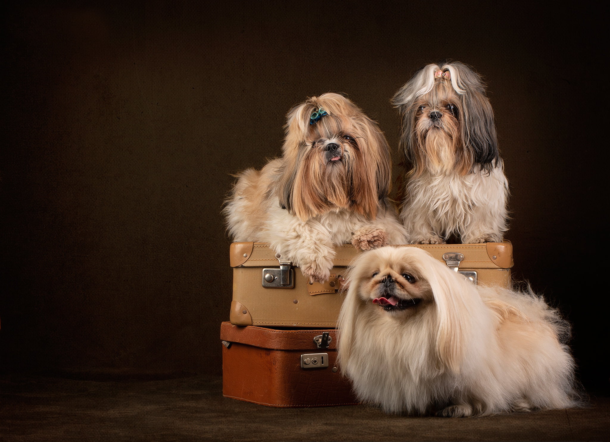 dogs, background, 1080P, portrait, suitcases, Pekingese, trio, photoshoot, Shih Tzu, HD Wallpaper