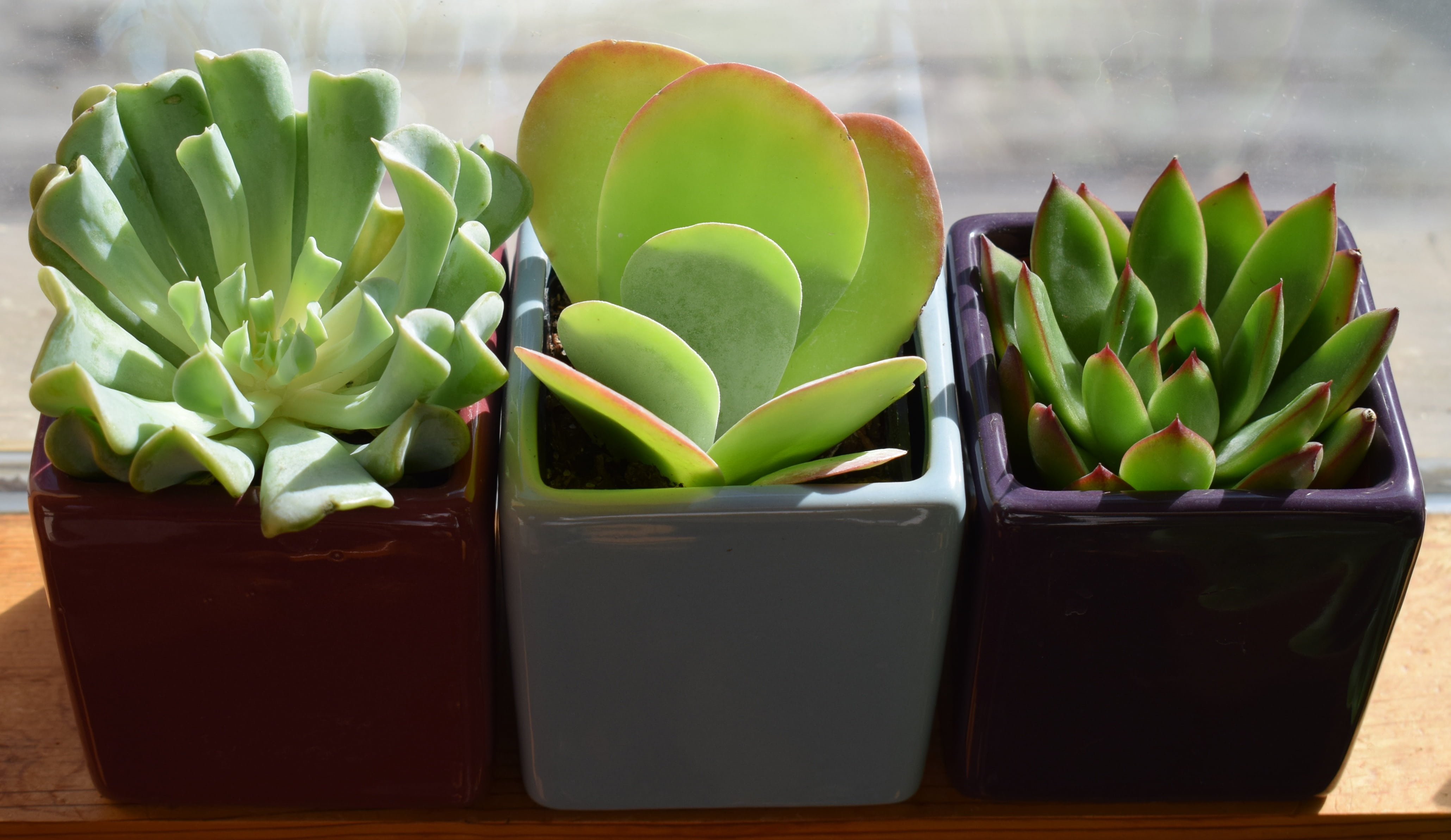 plant part, natural, growth, flower head, day, flower, potted, beauty in nature, nature, blue, plant, fragility, succulent plant, houseplant, color, freshness, HD Wallpaper