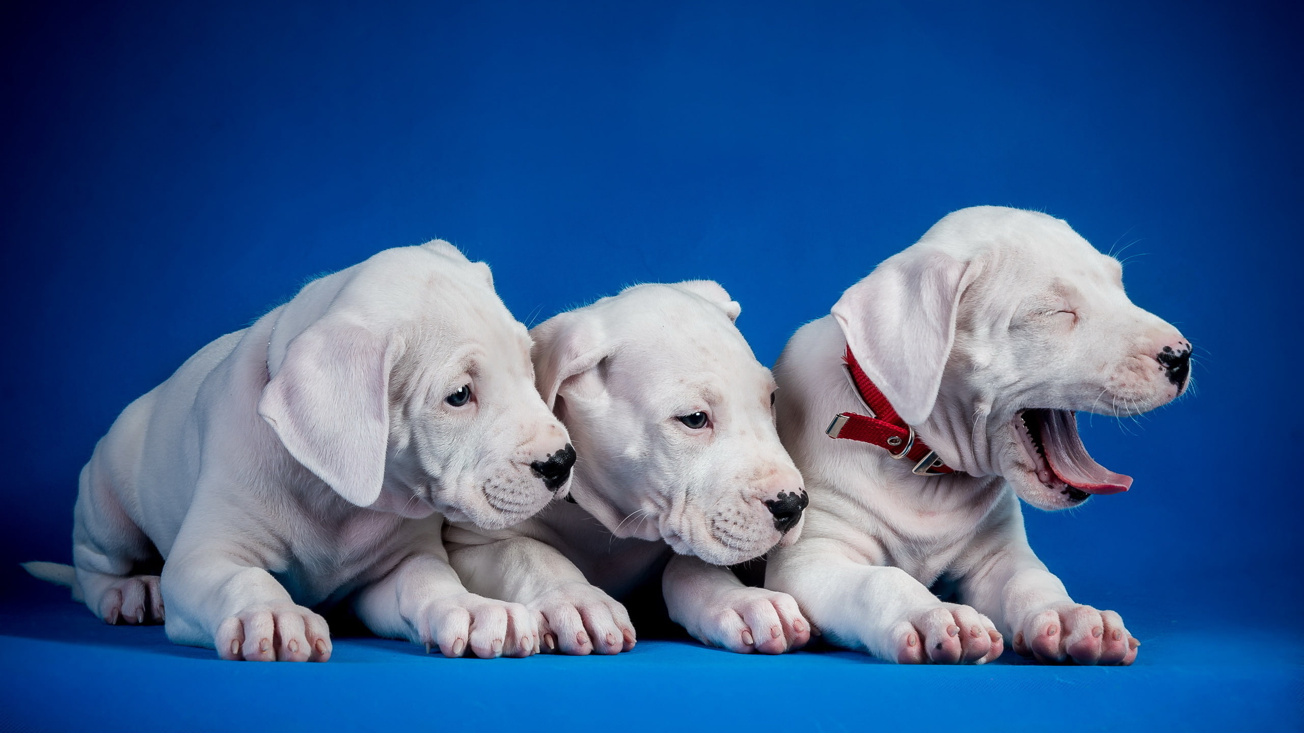 trio, puppies, 2K, dogs, HD Wallpaper