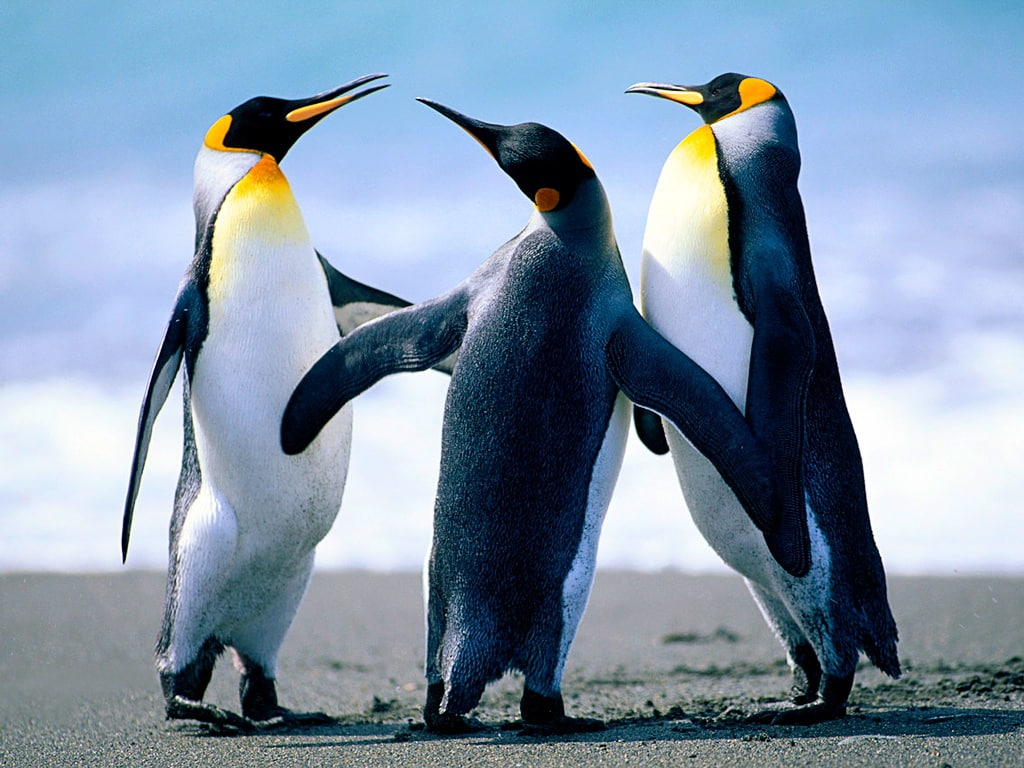 trio, life, 480P, animals, animal, art, Penguin, hd, HD Wallpaper