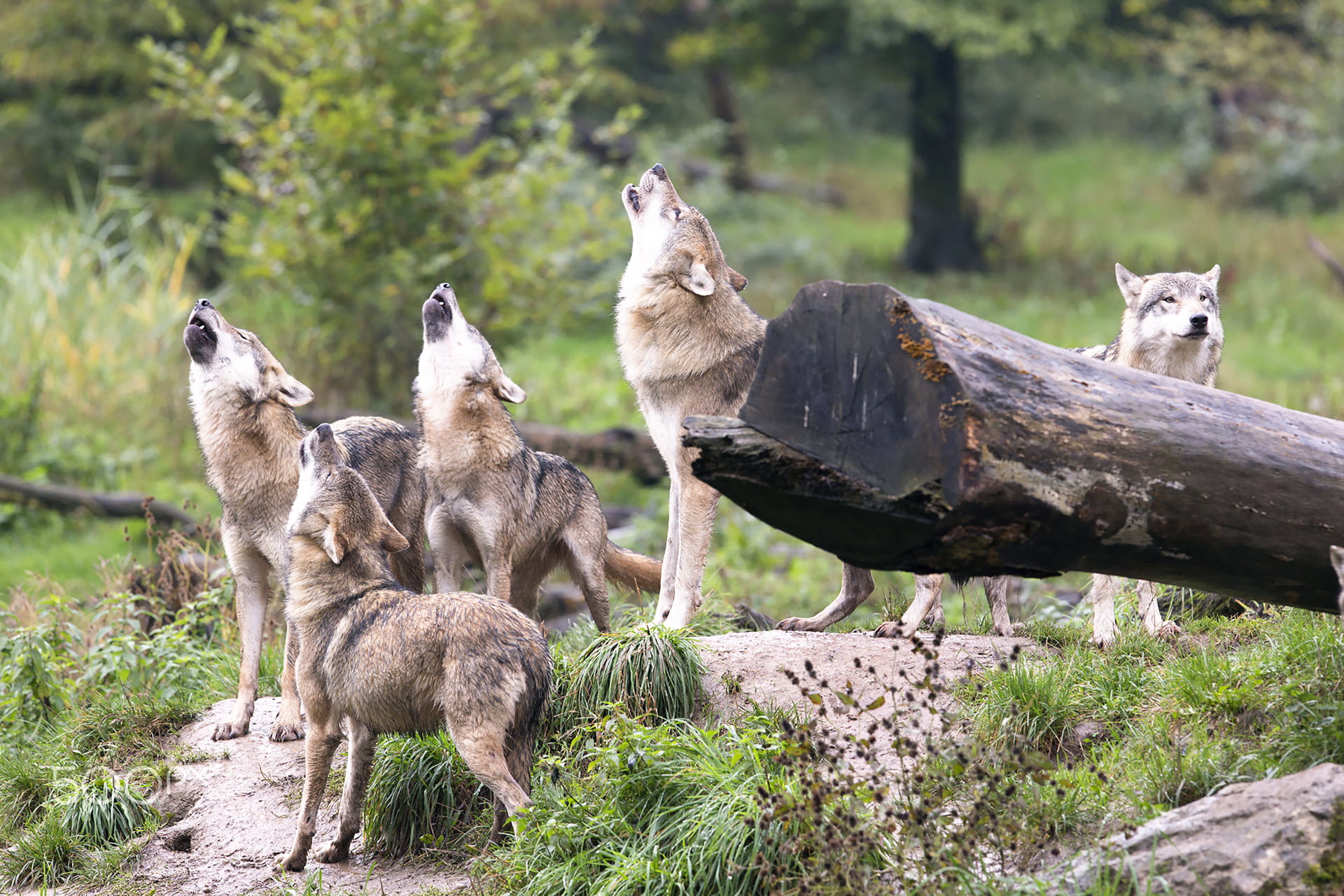 howl, wolves, pack, 1080P, HD Wallpaper
